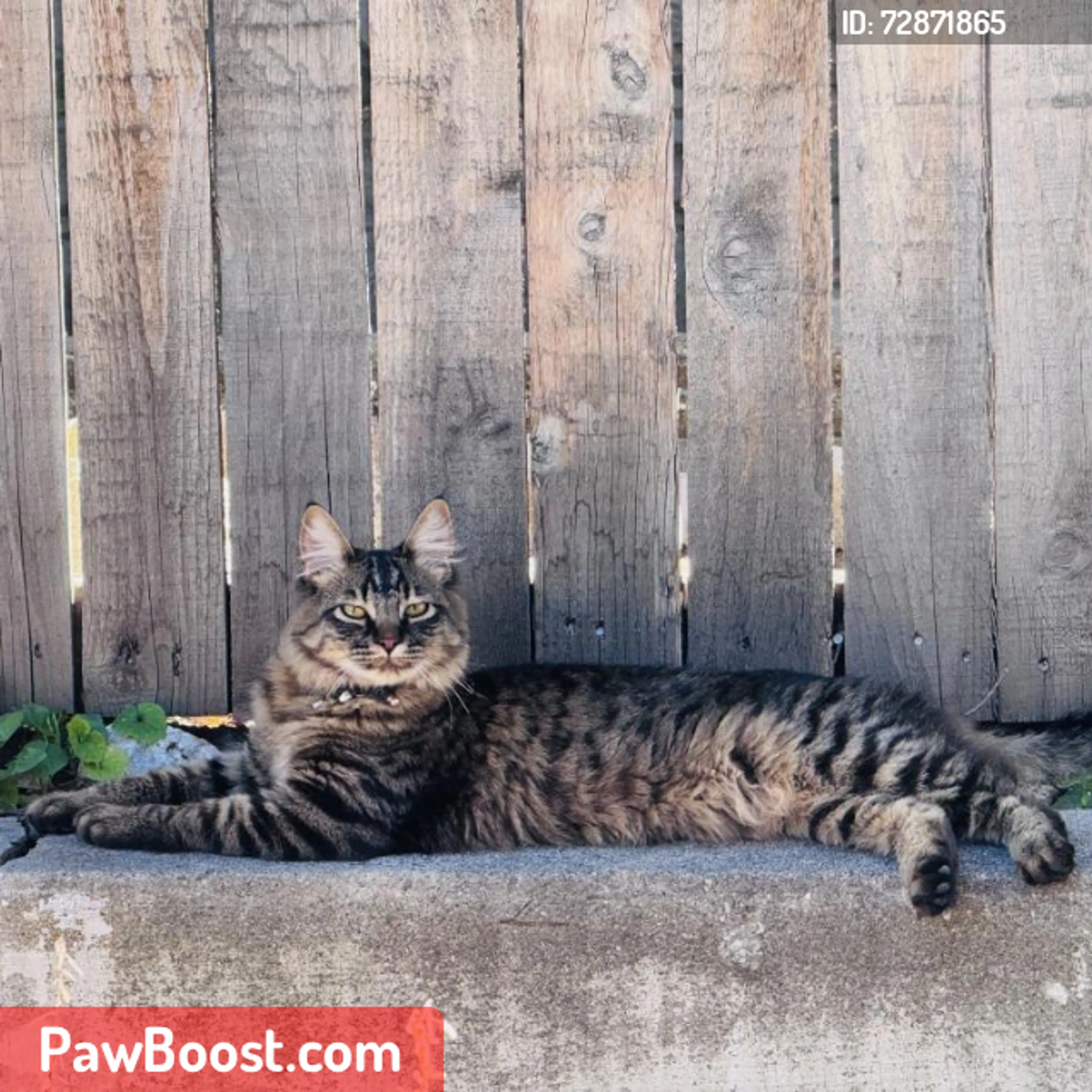 Lost pet