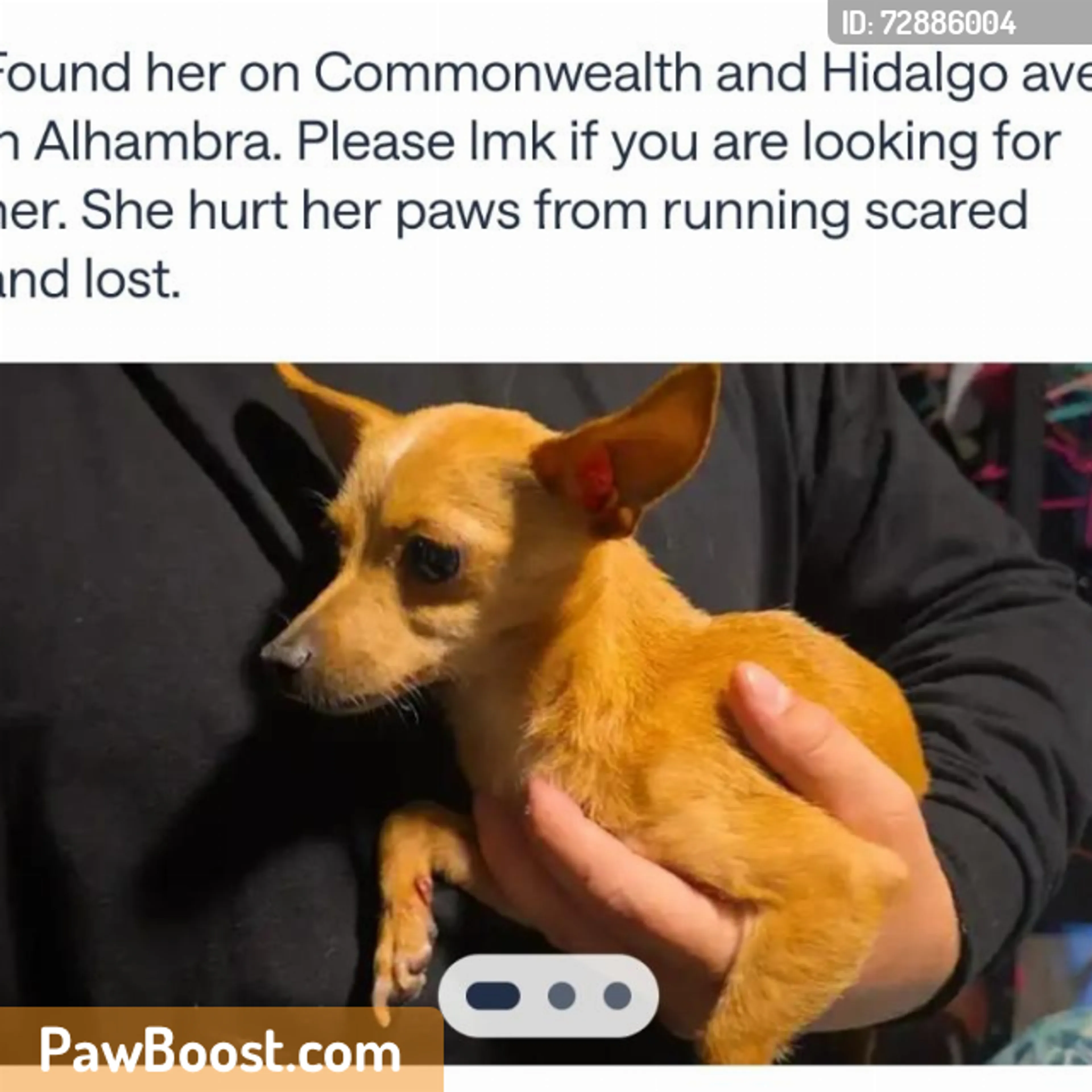 Found pet