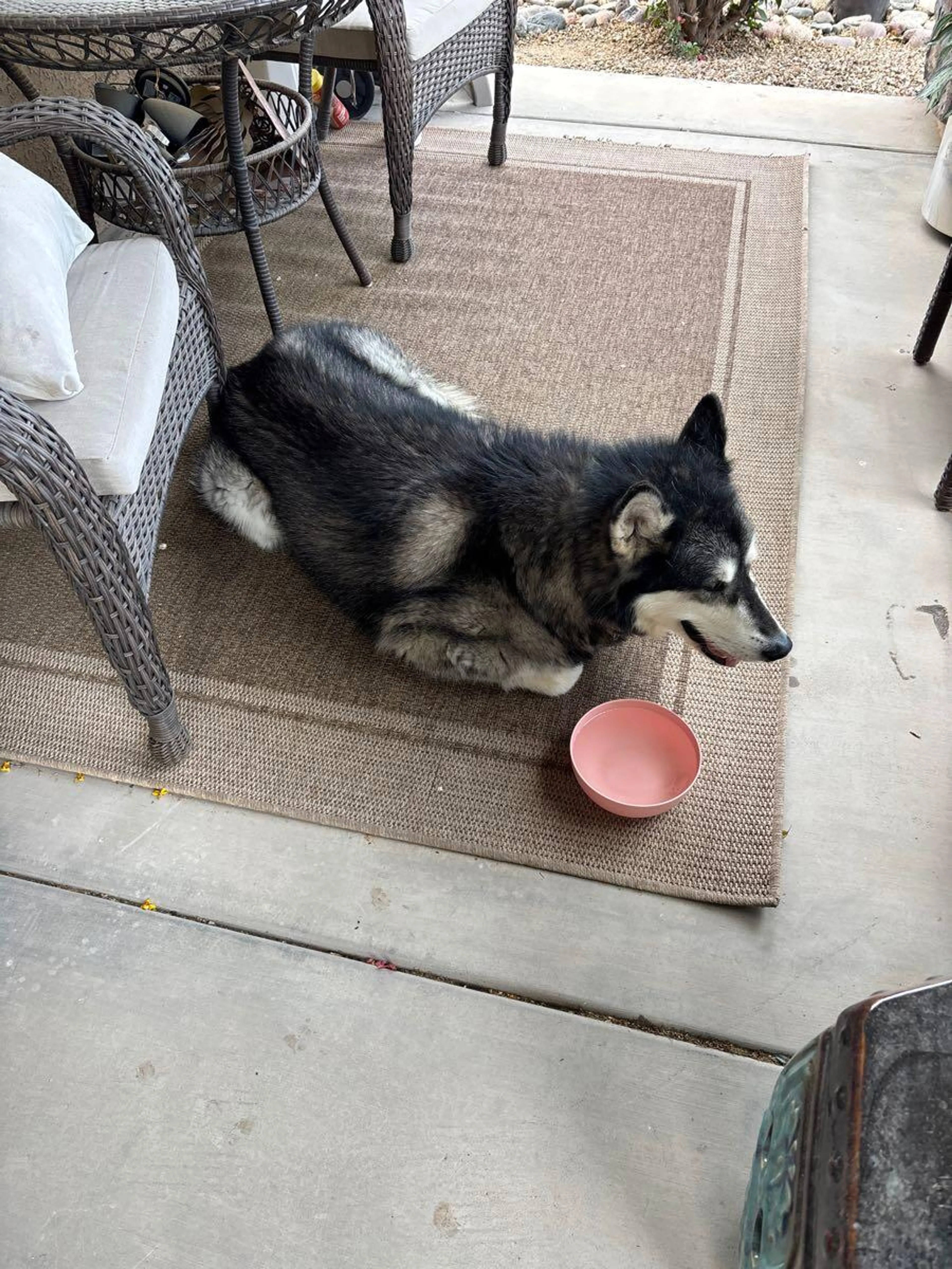 Found pet