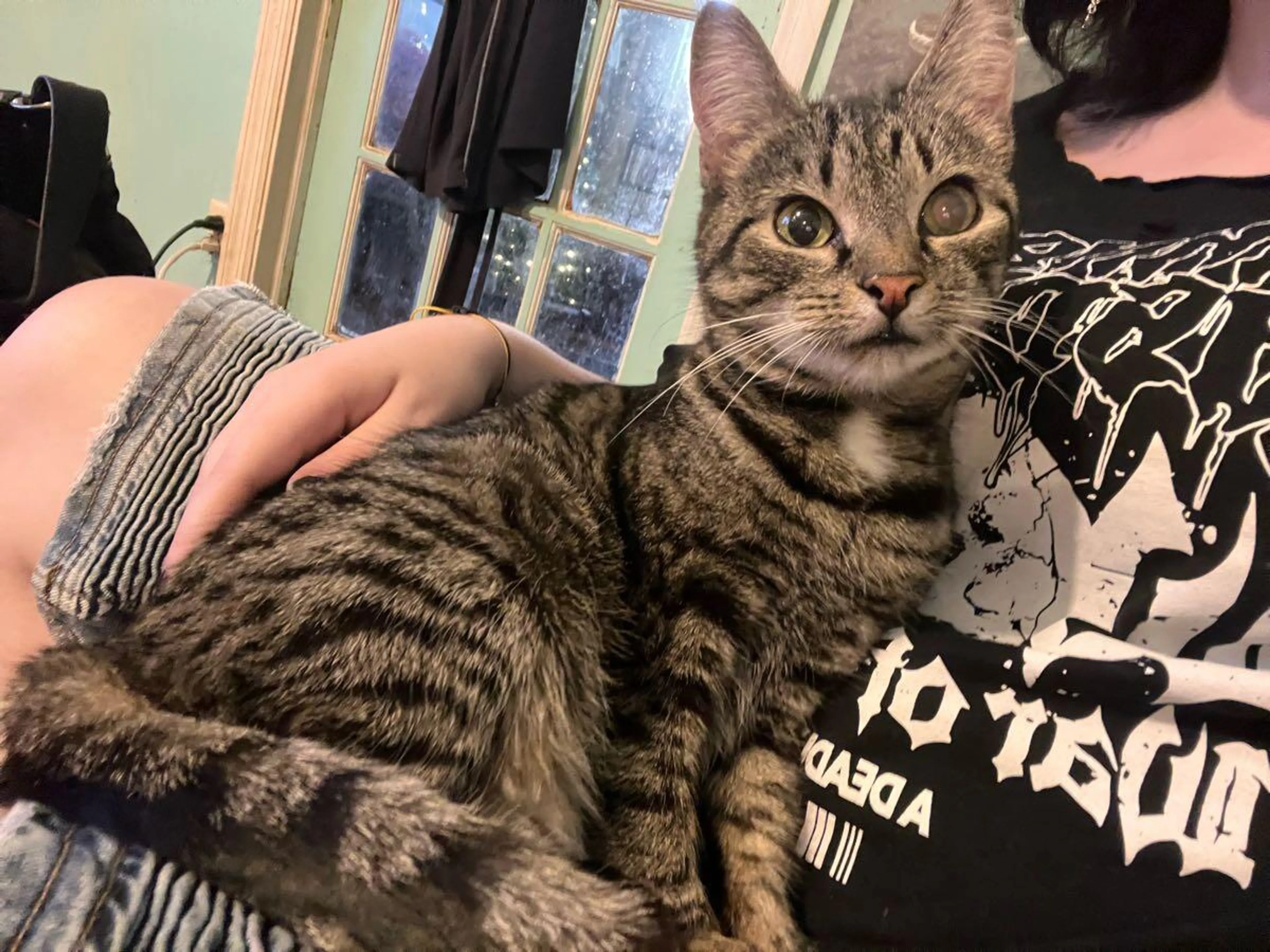 Lost pet