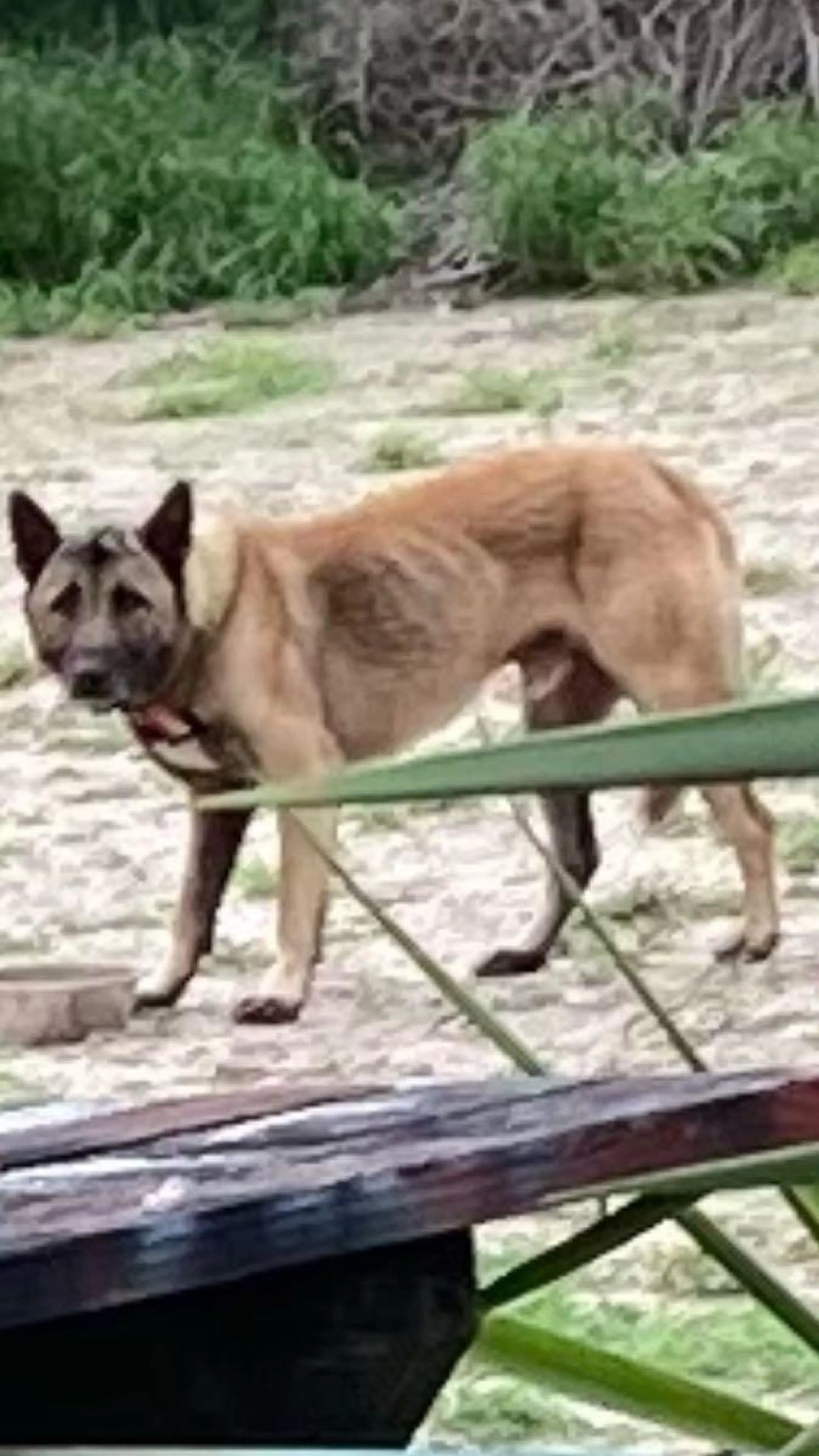 Found pet