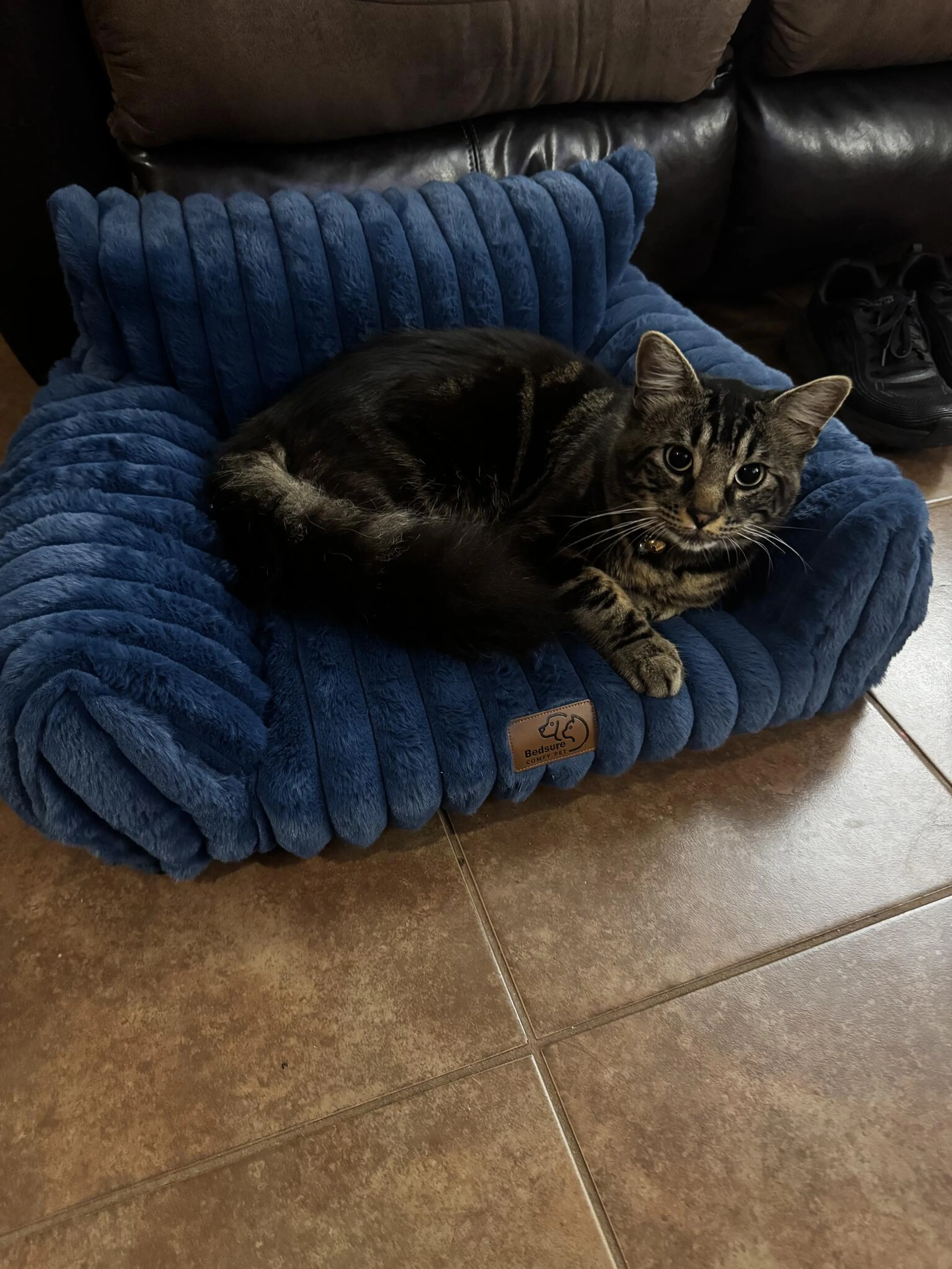 Lost pet