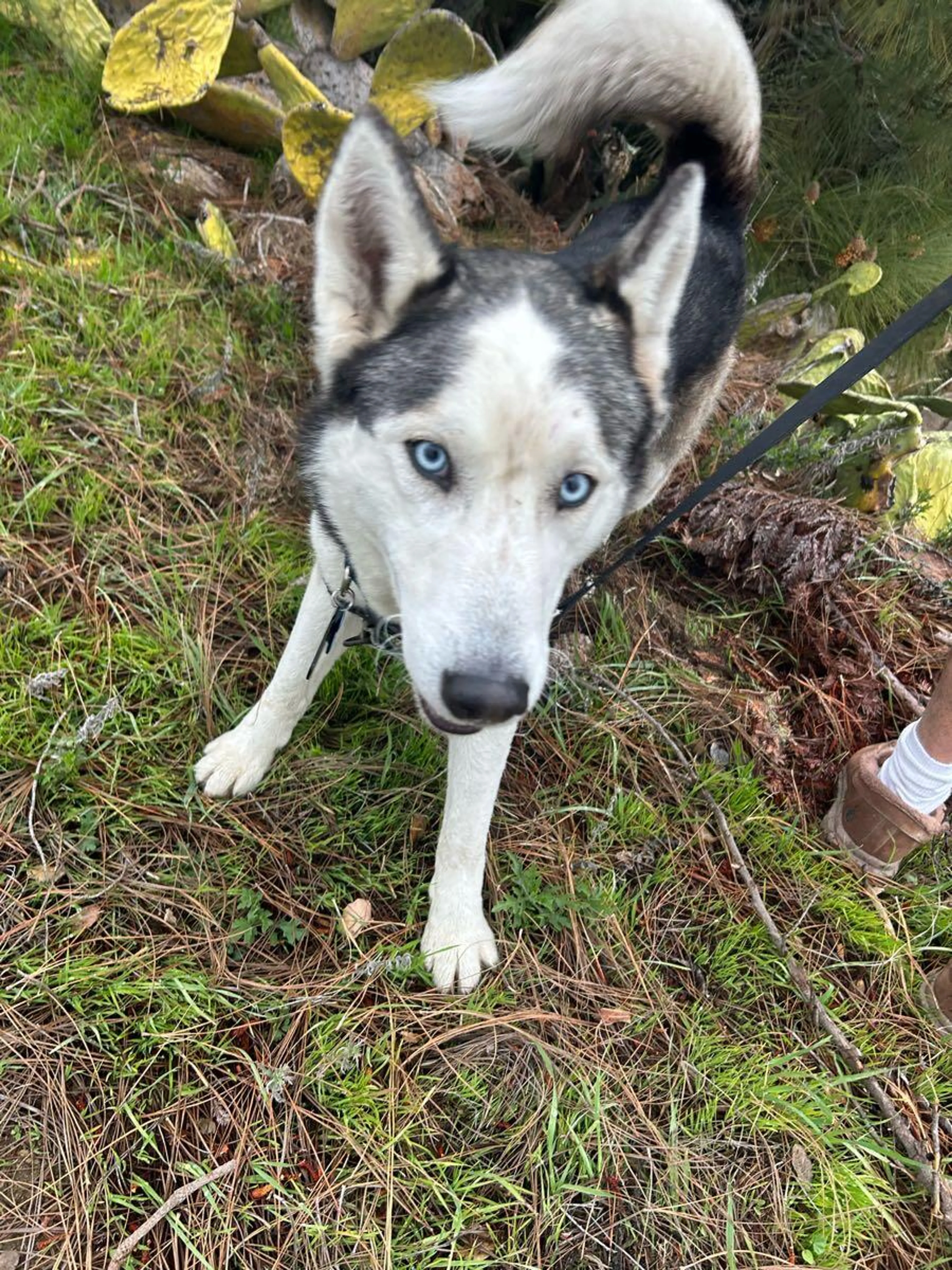 Lost pet