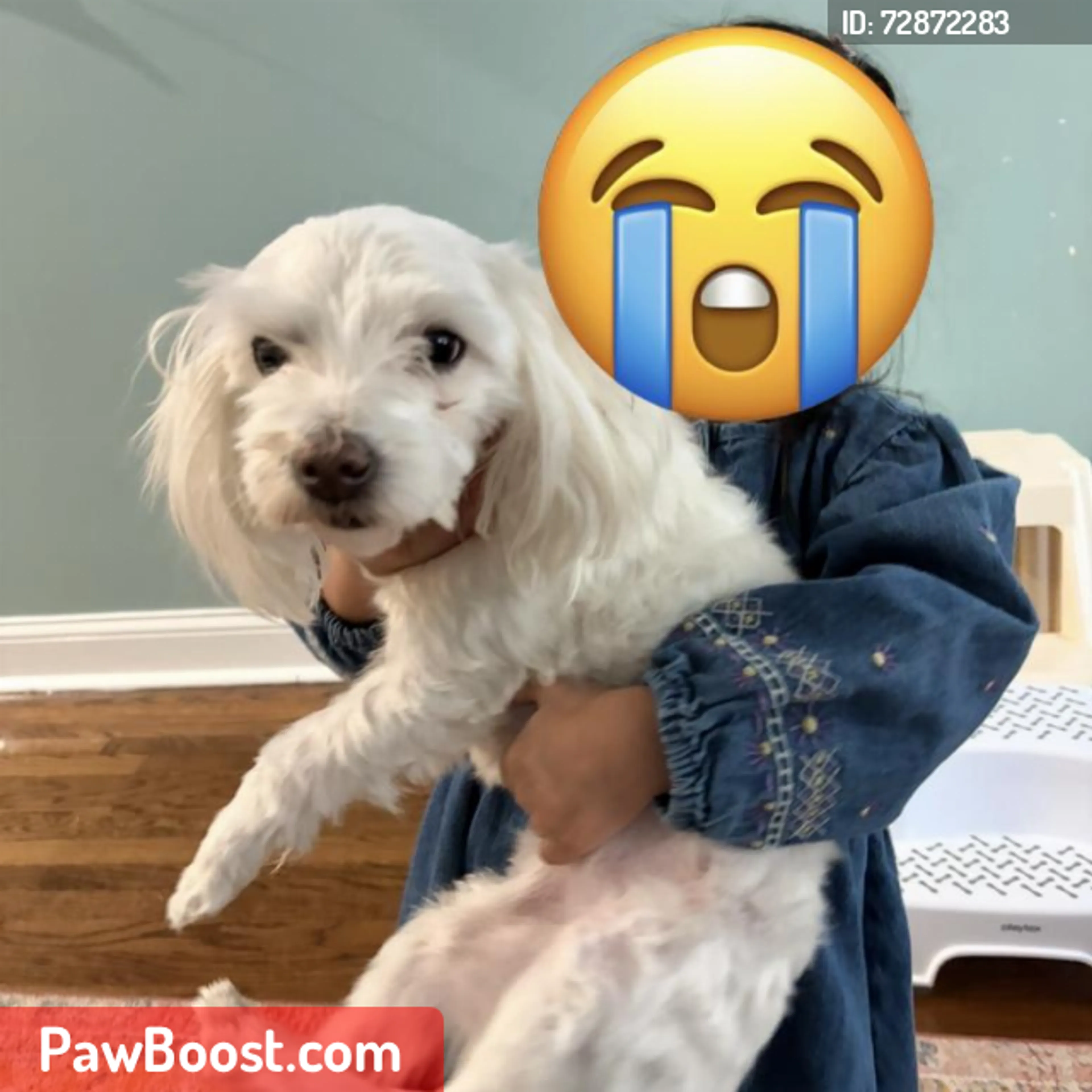 Lost pet