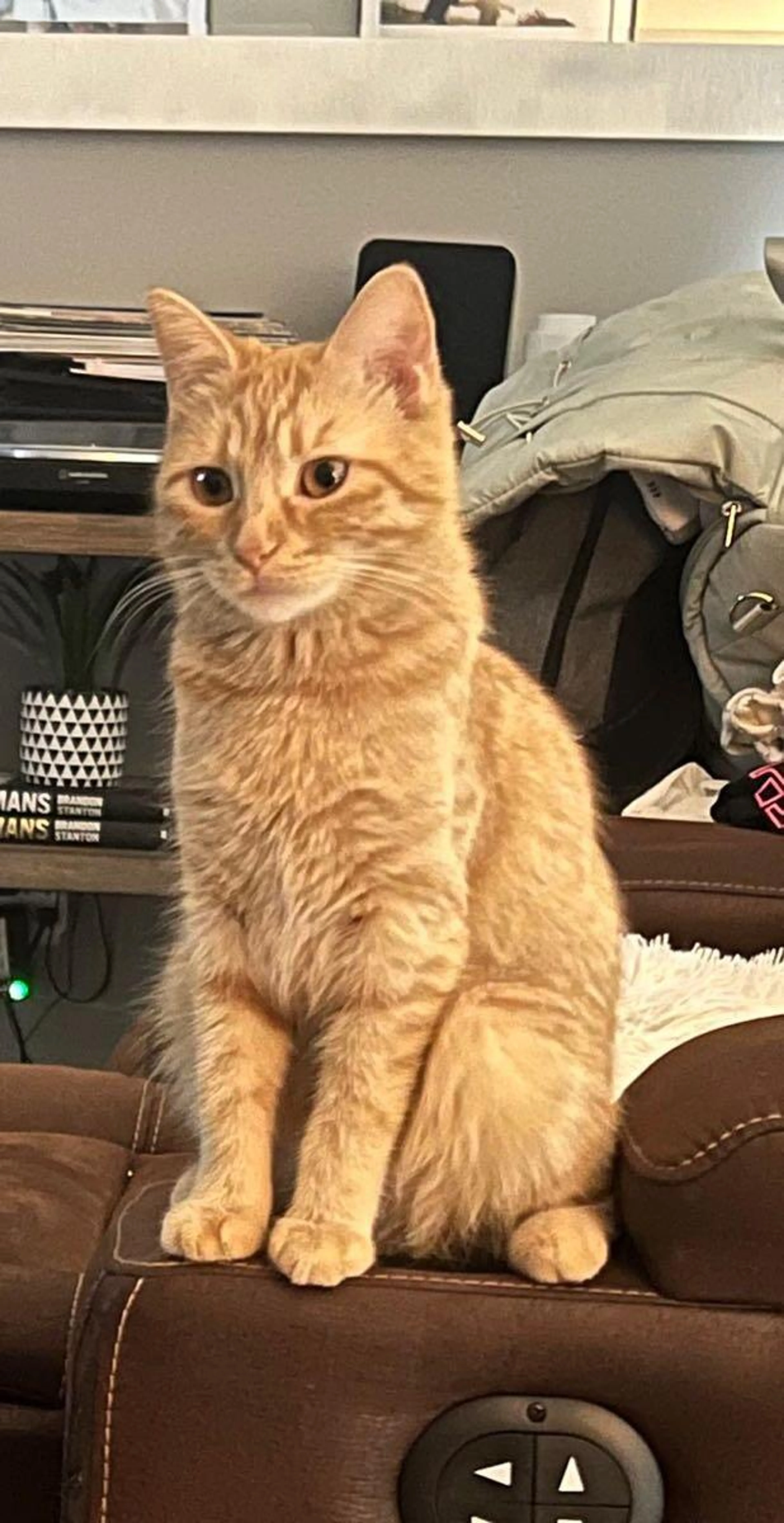 Lost pet