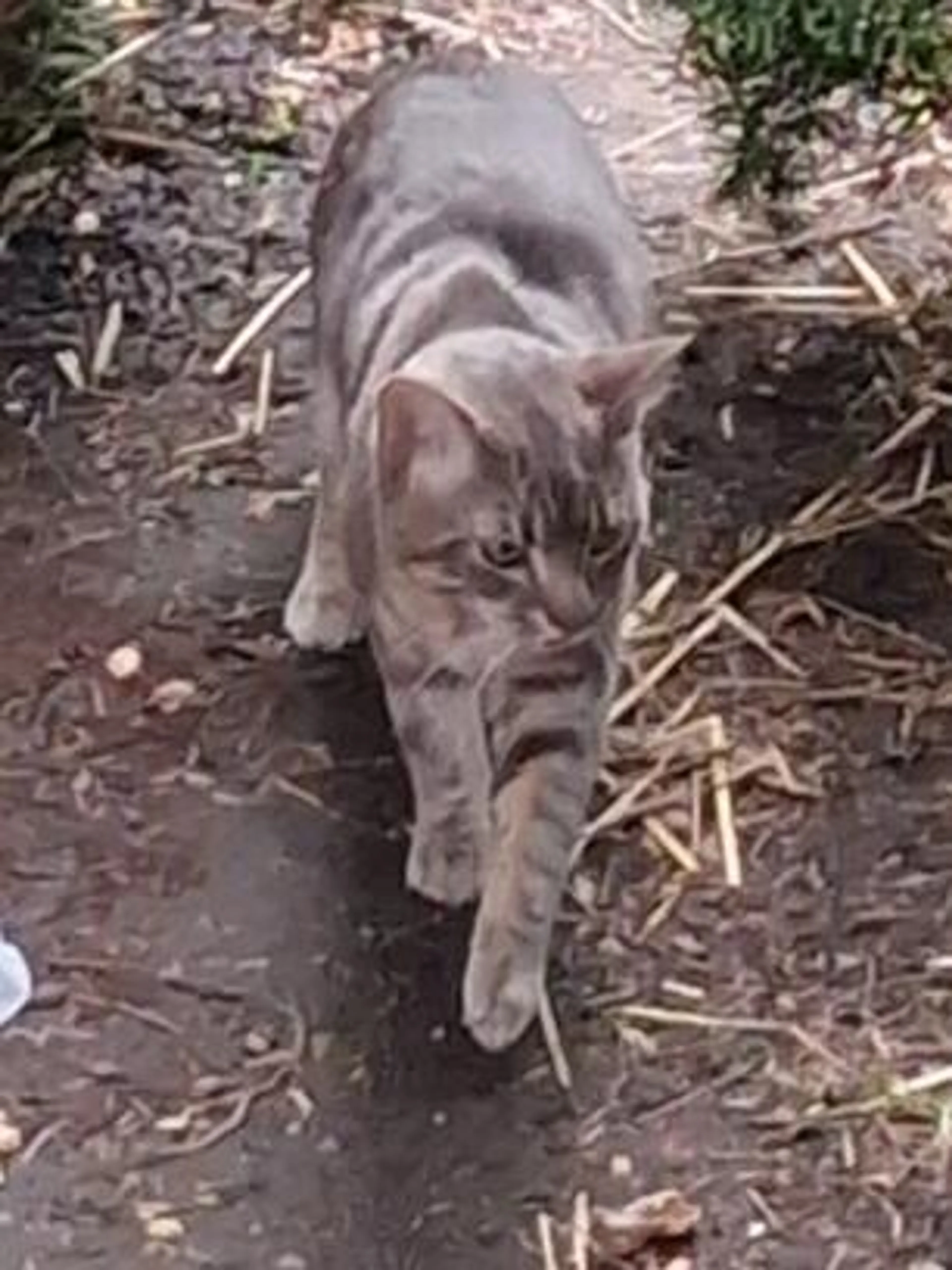 Found pet