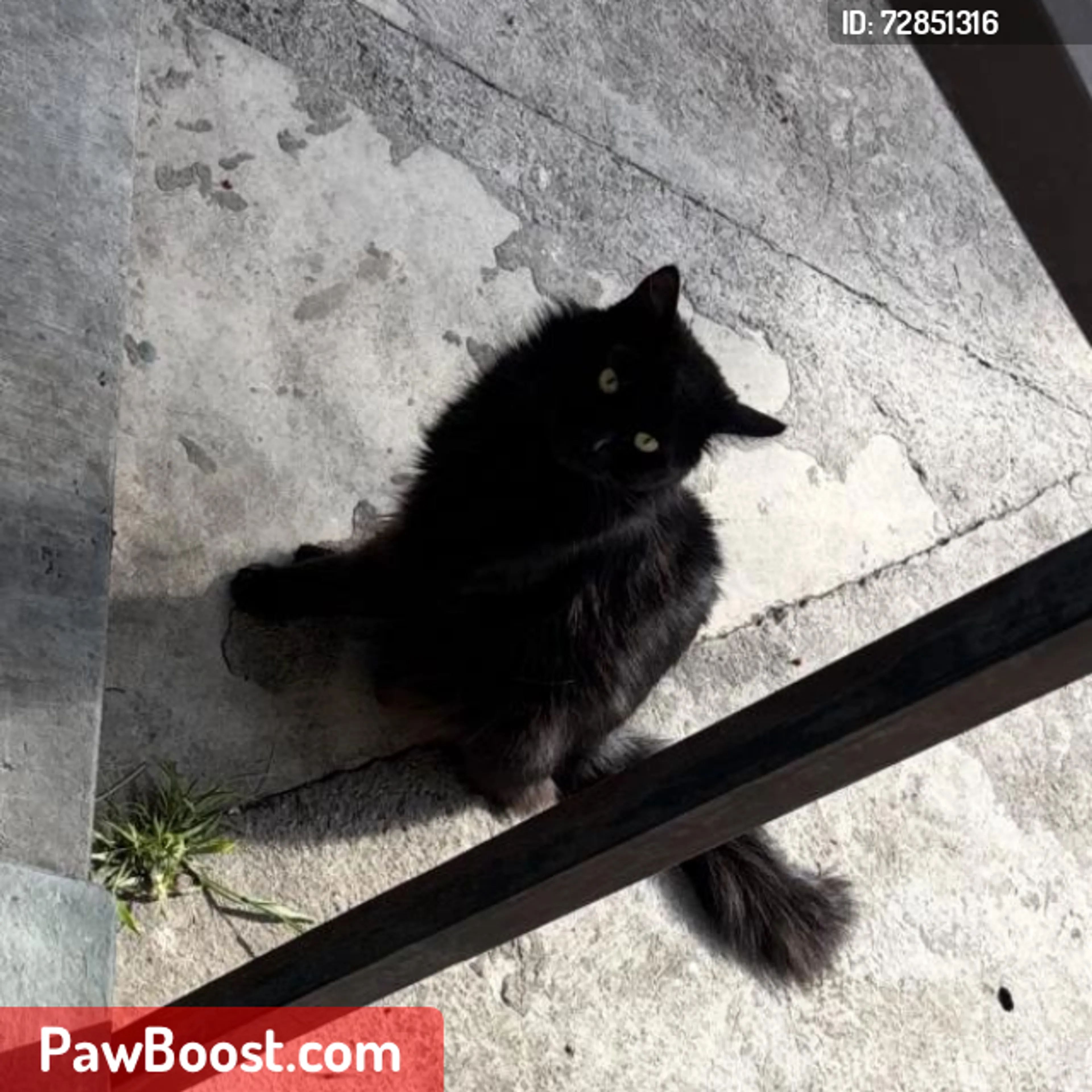 Lost pet