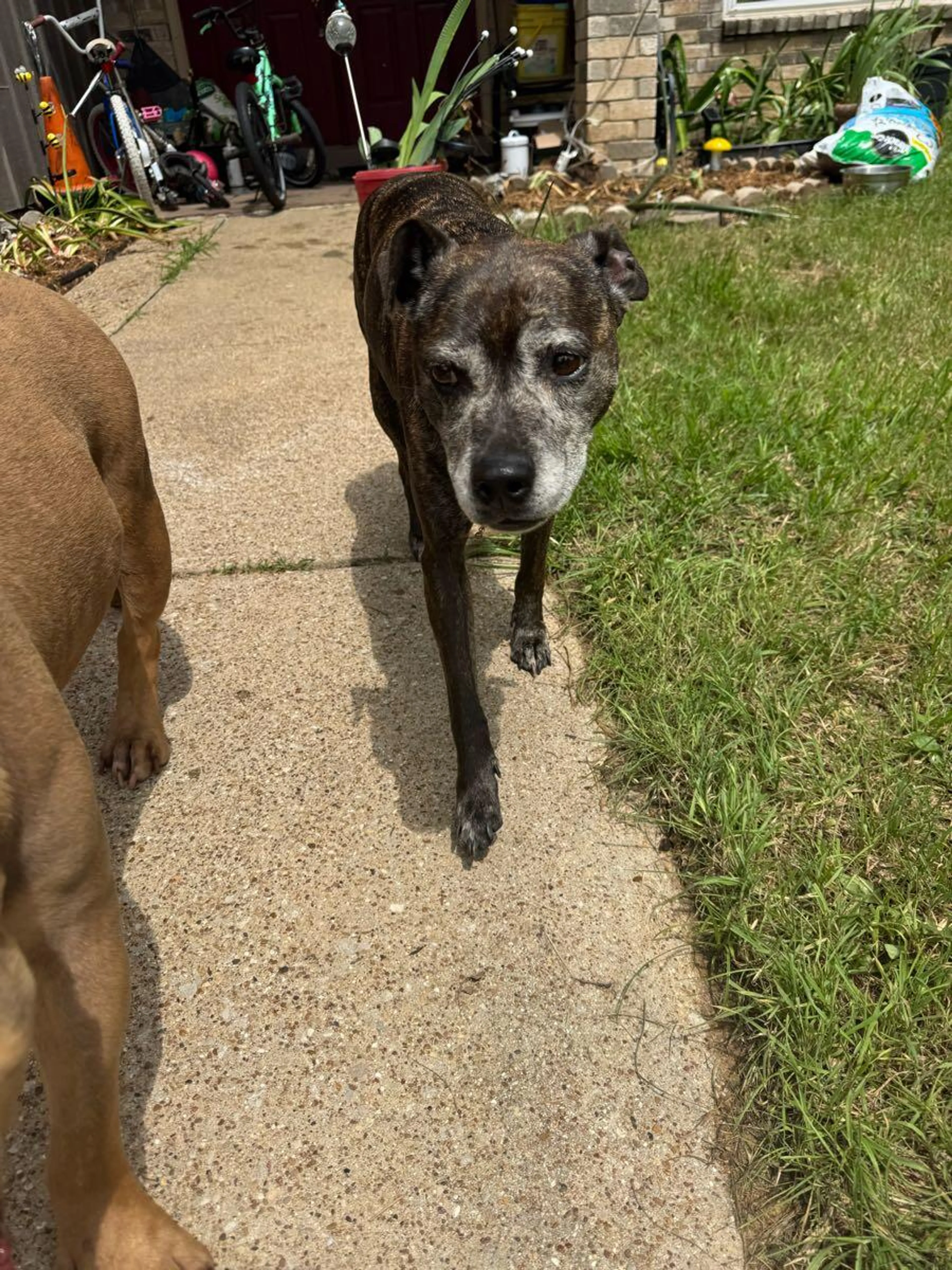 Found pet