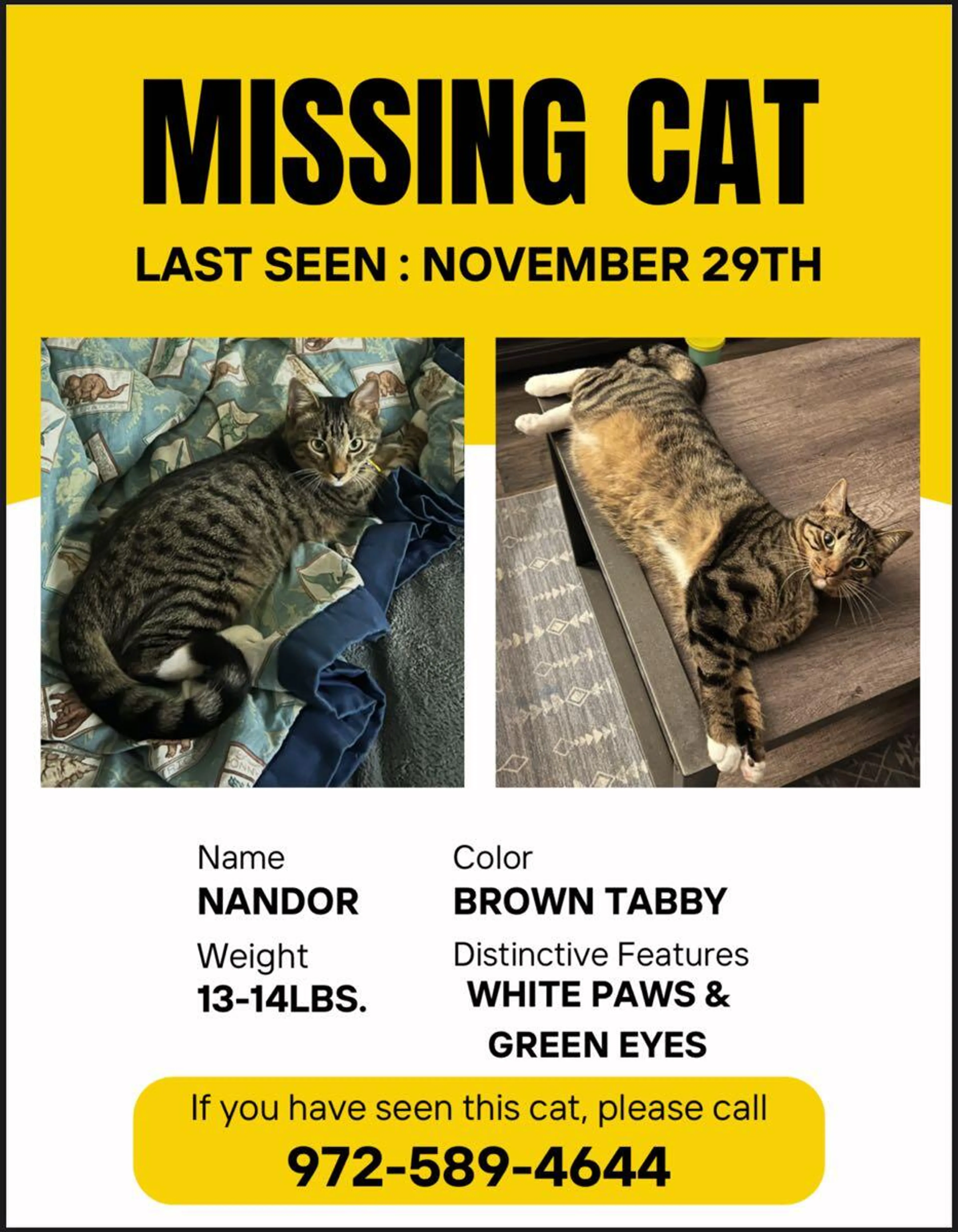 Lost pet