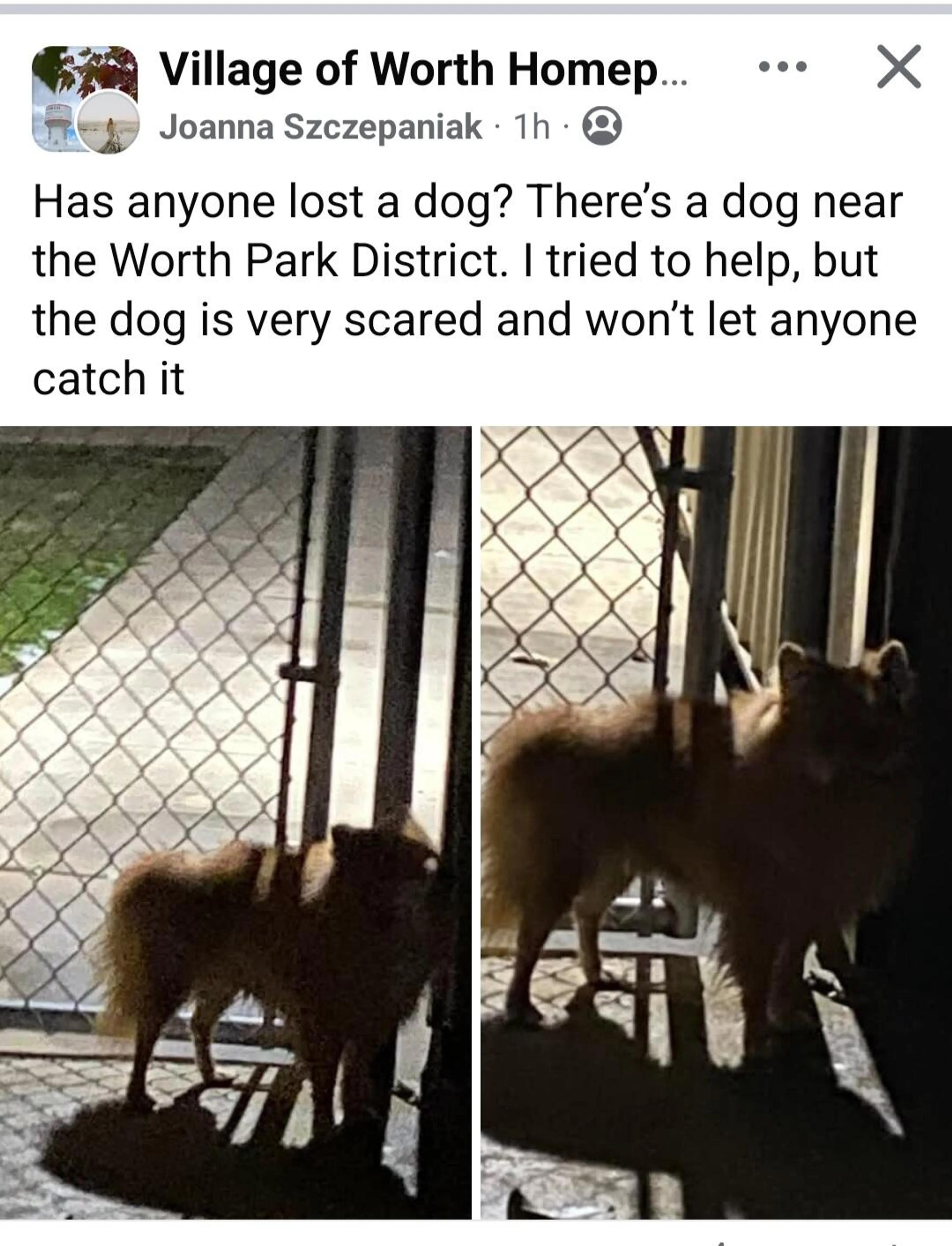 Found pet