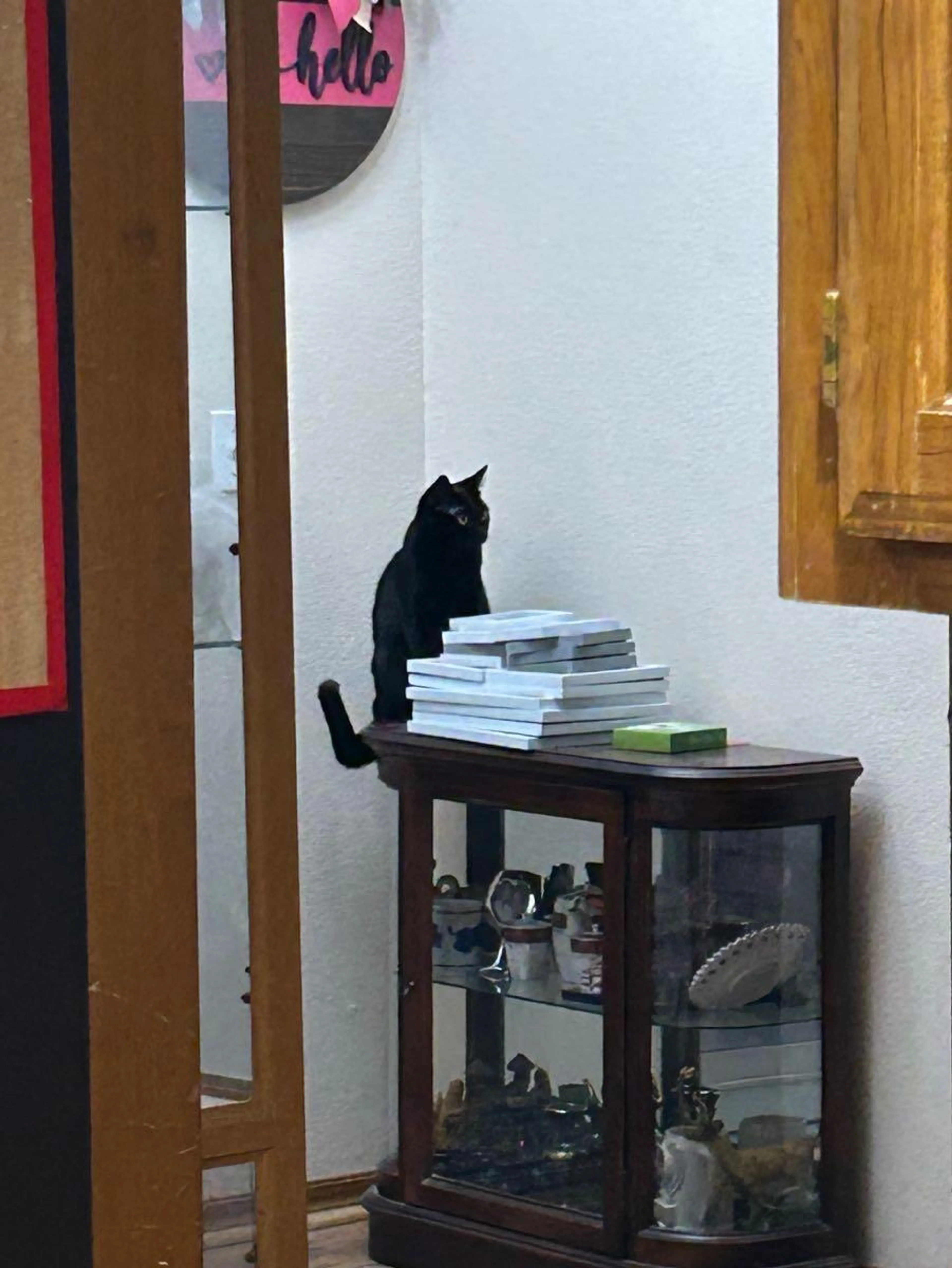 Lost pet