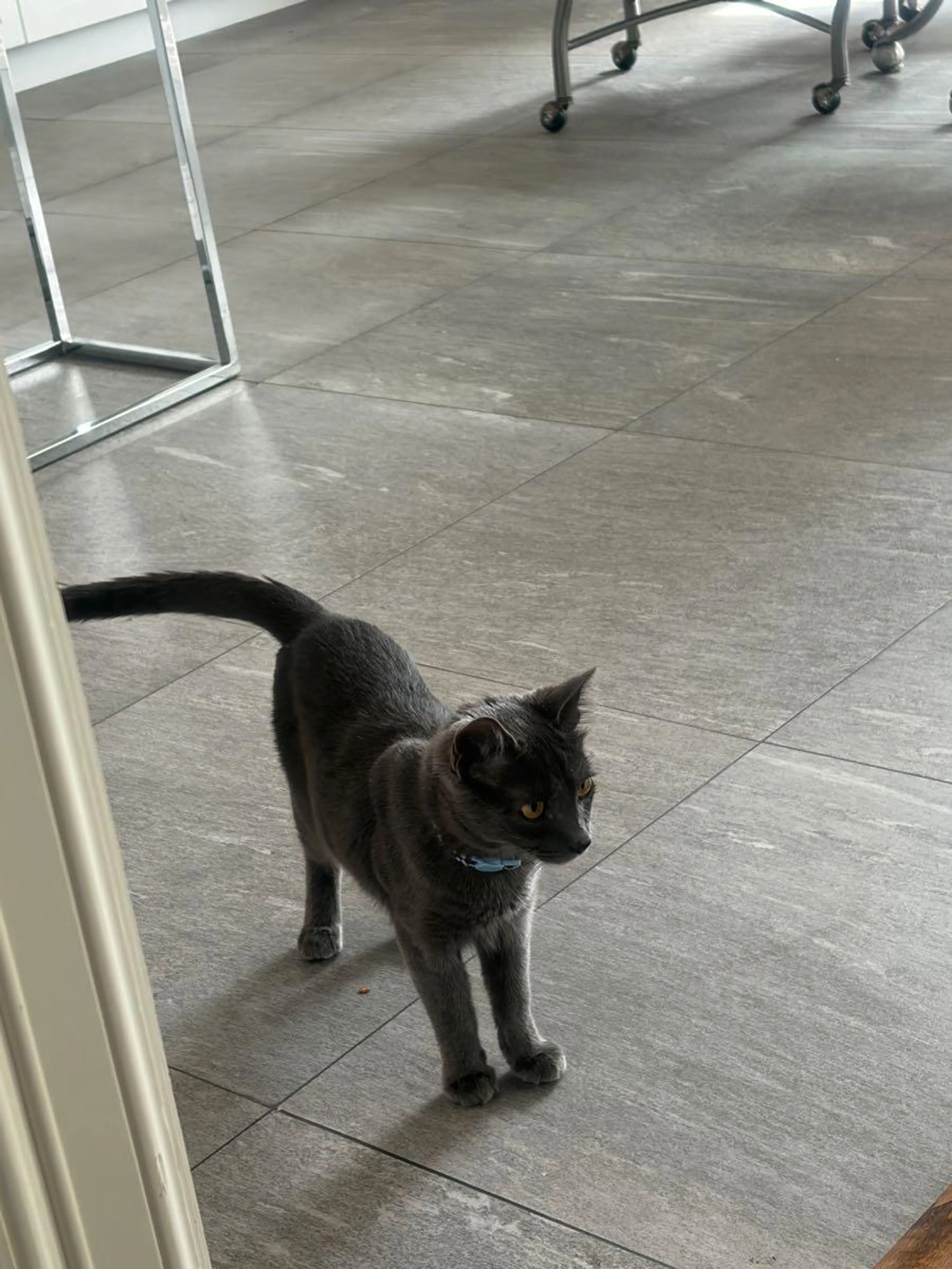 Lost pet