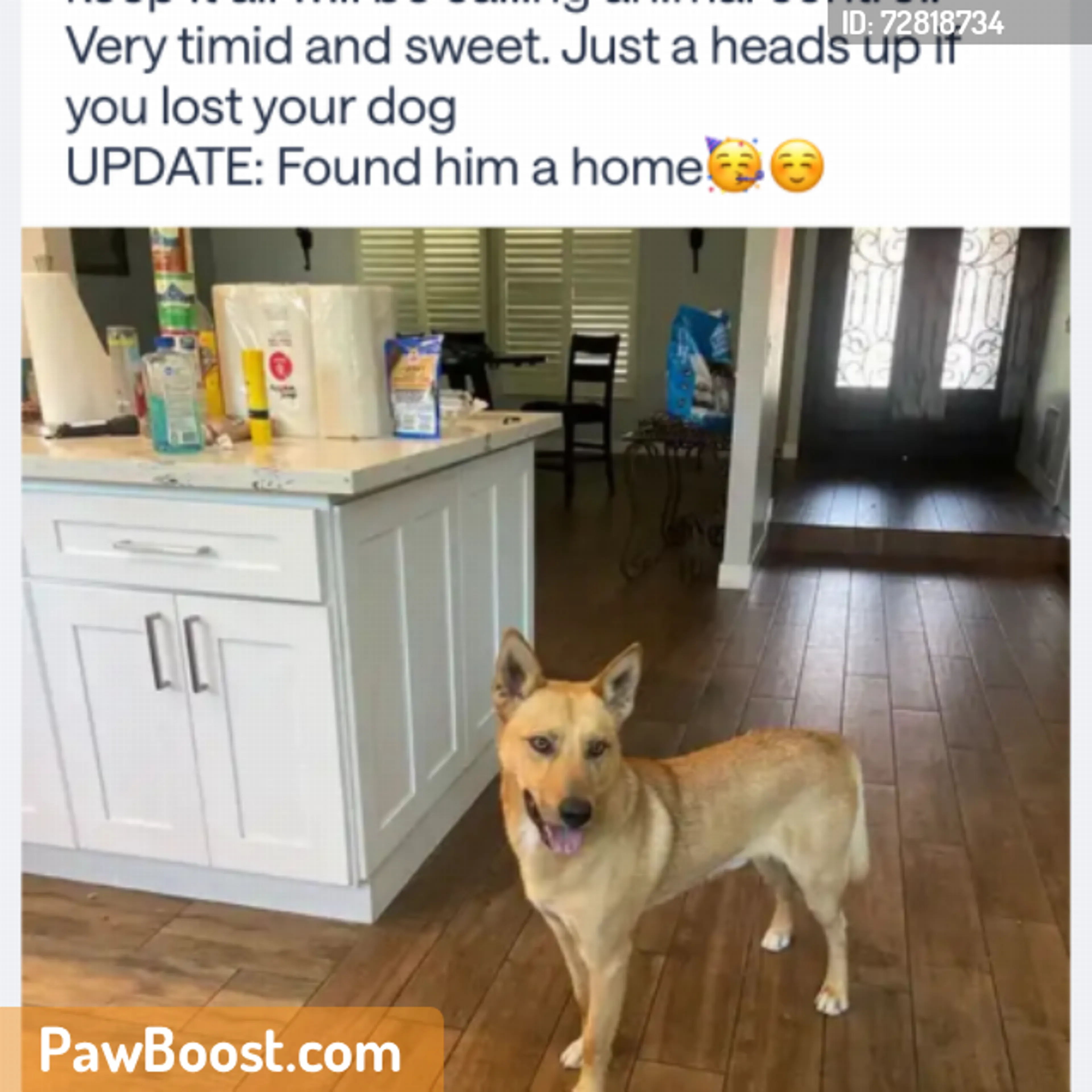 Found pet