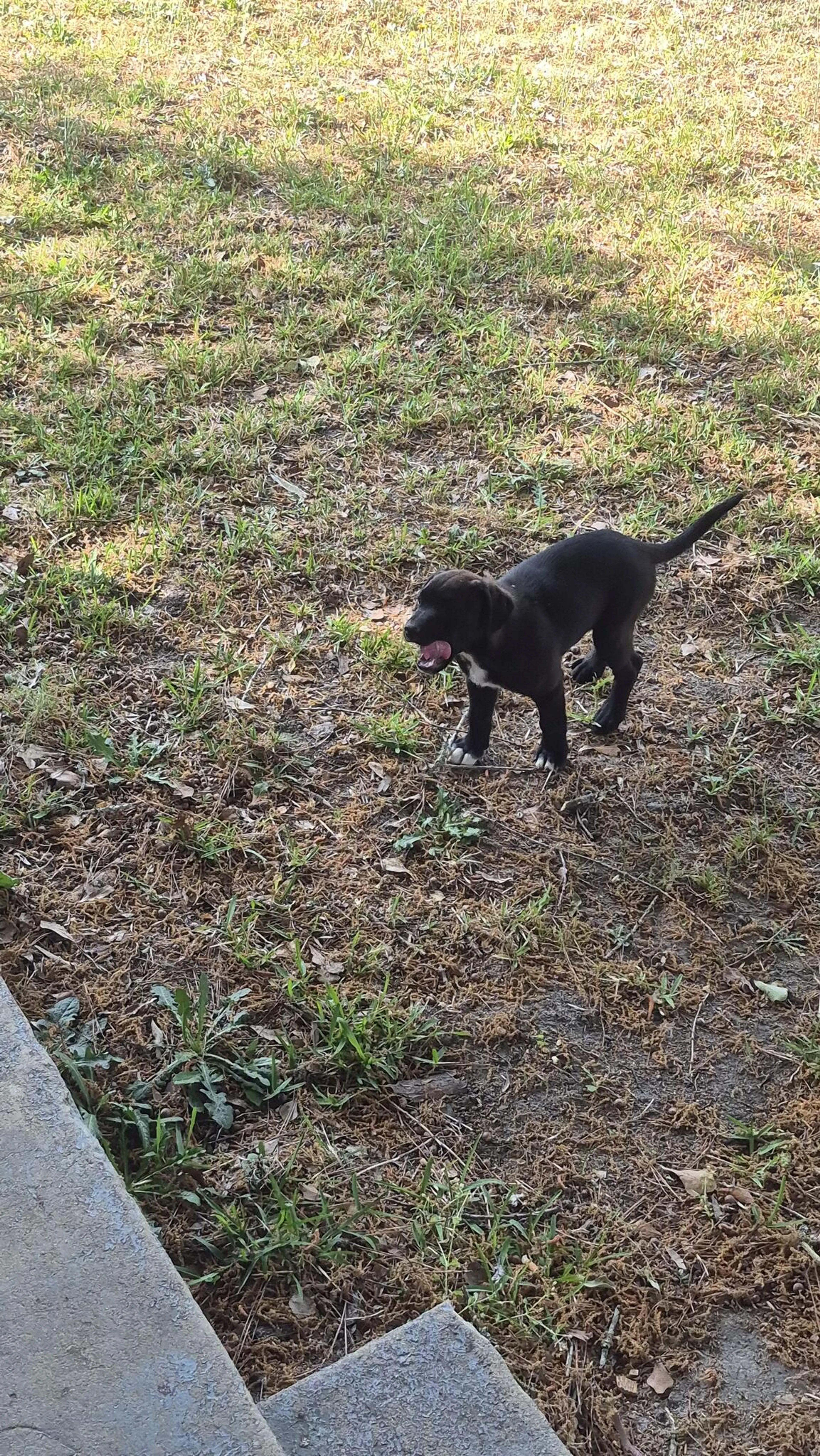 Found pet