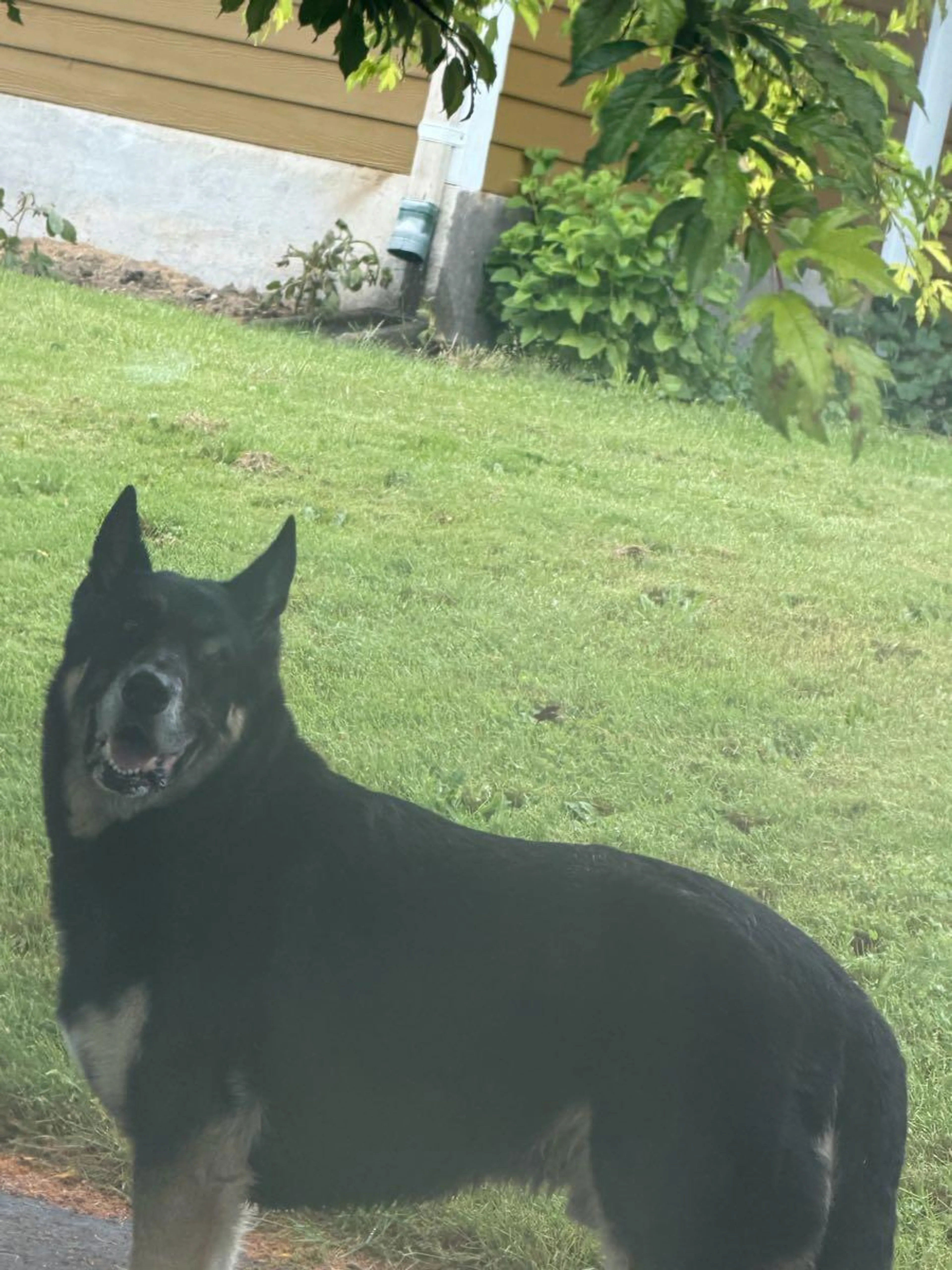 Lost pet