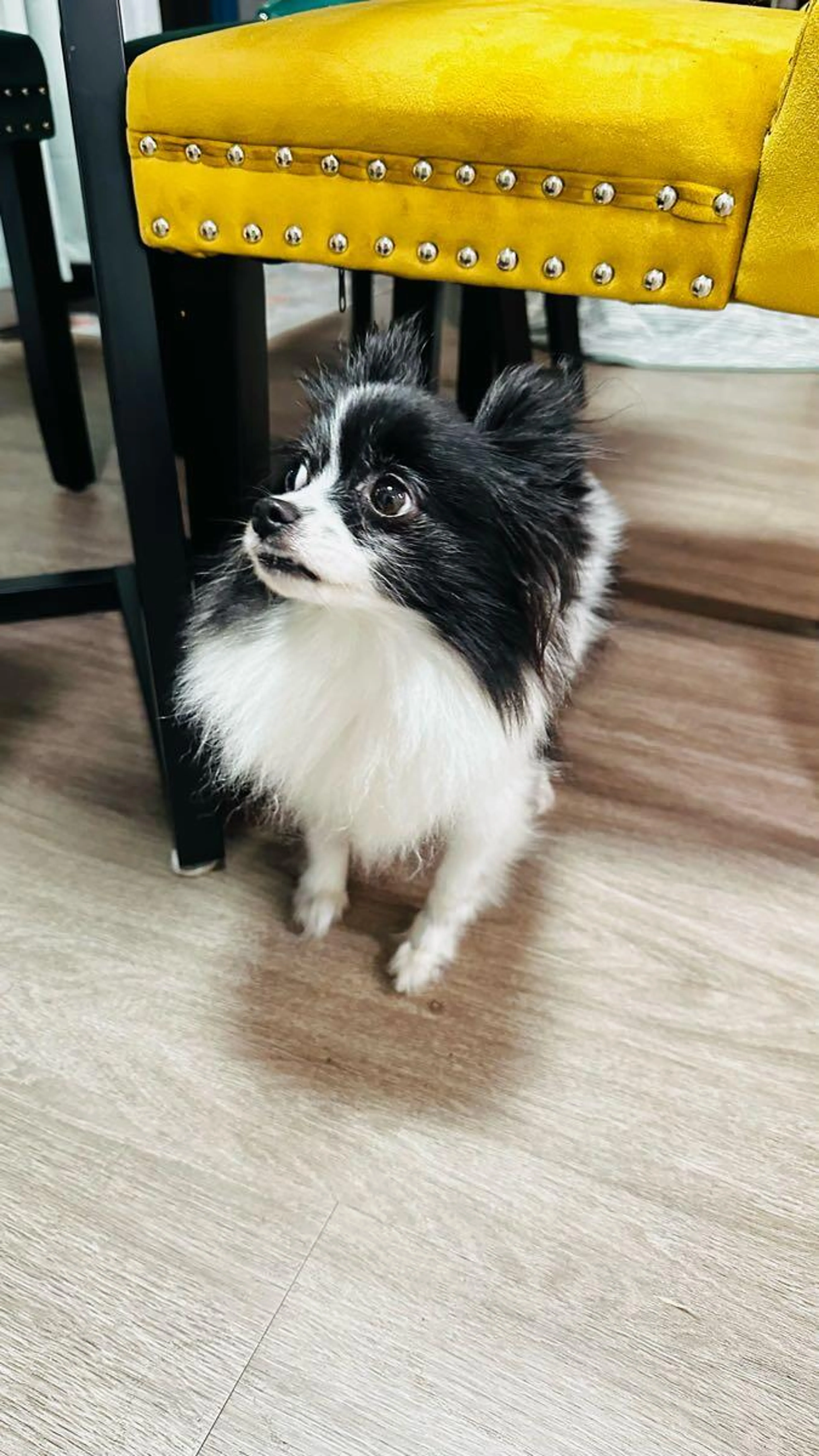 Found pet