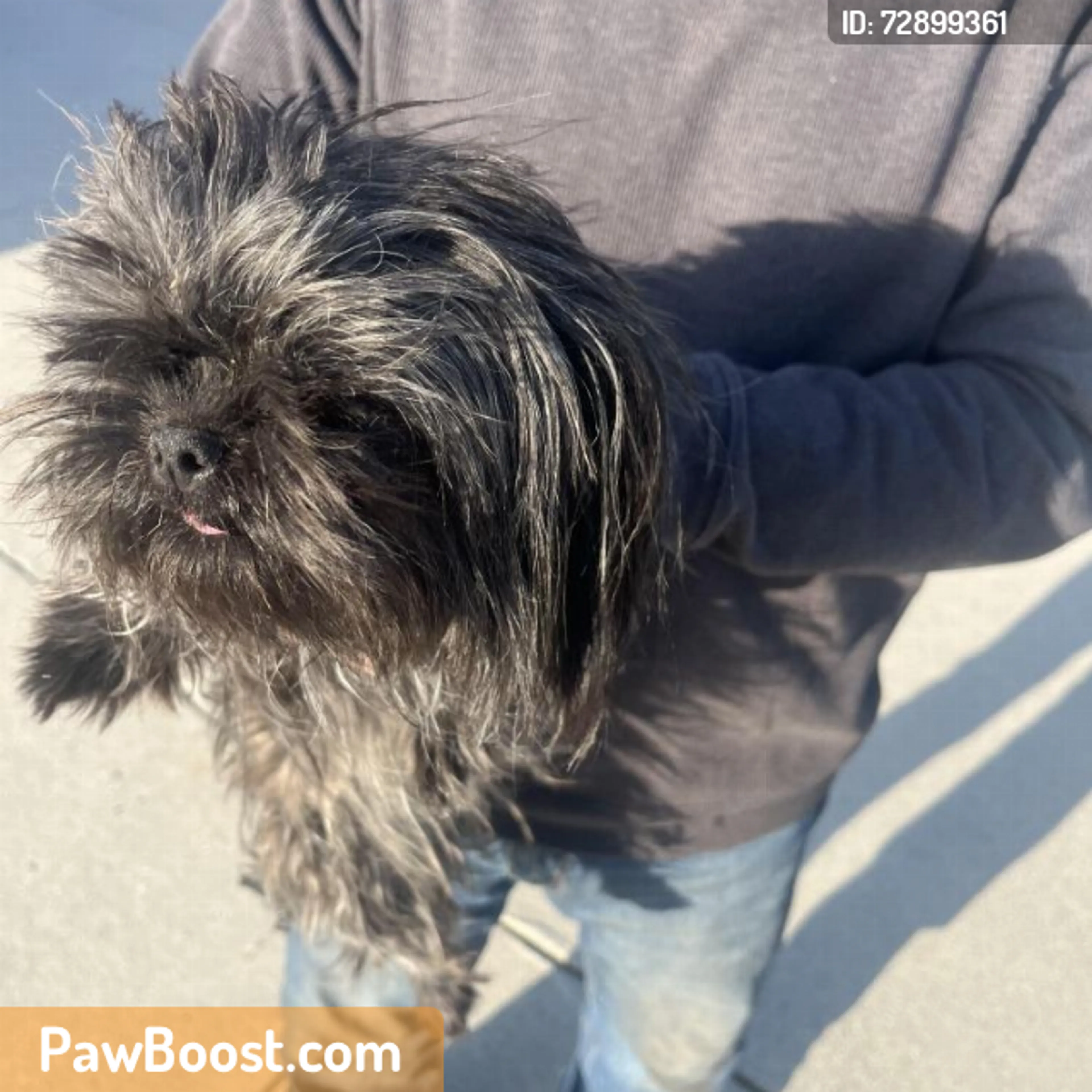 Found pet