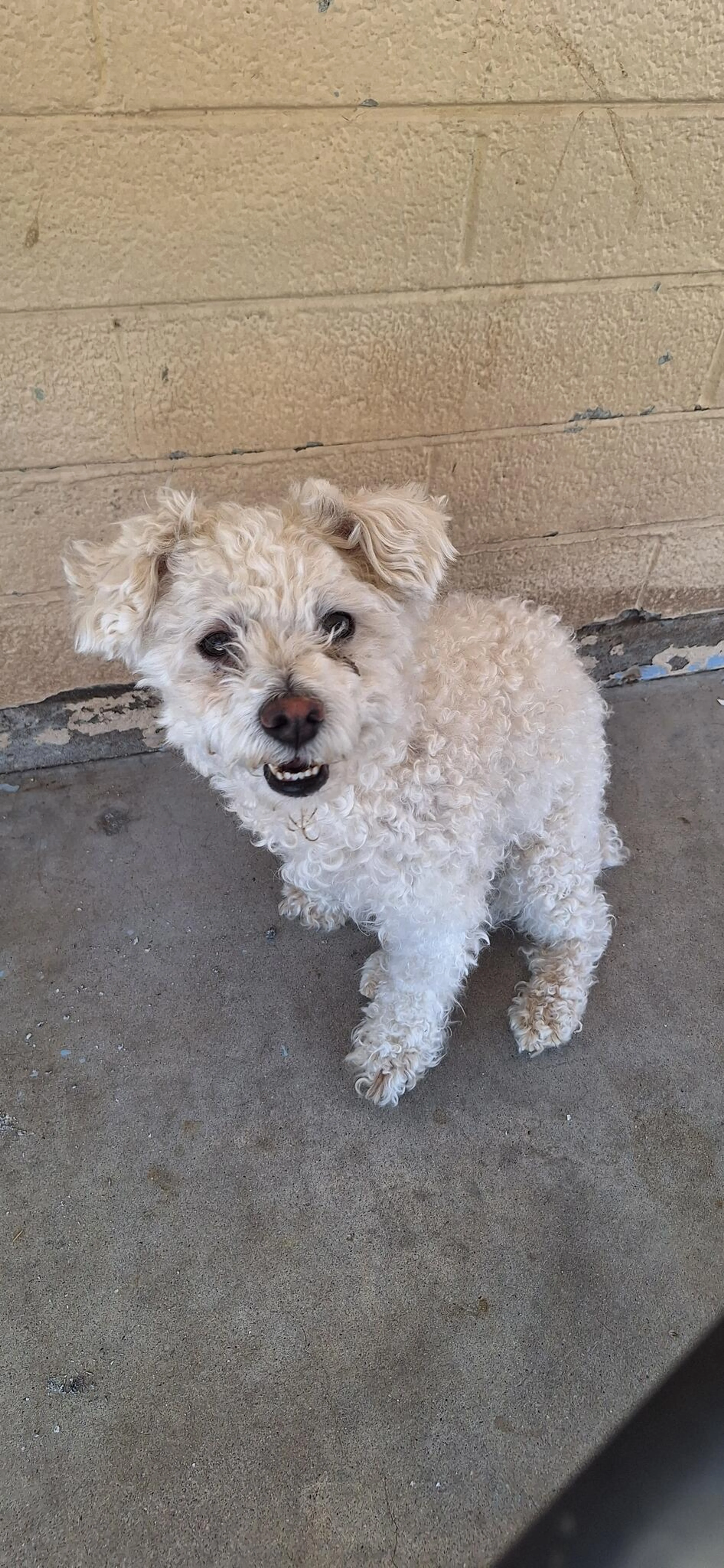 Found pet