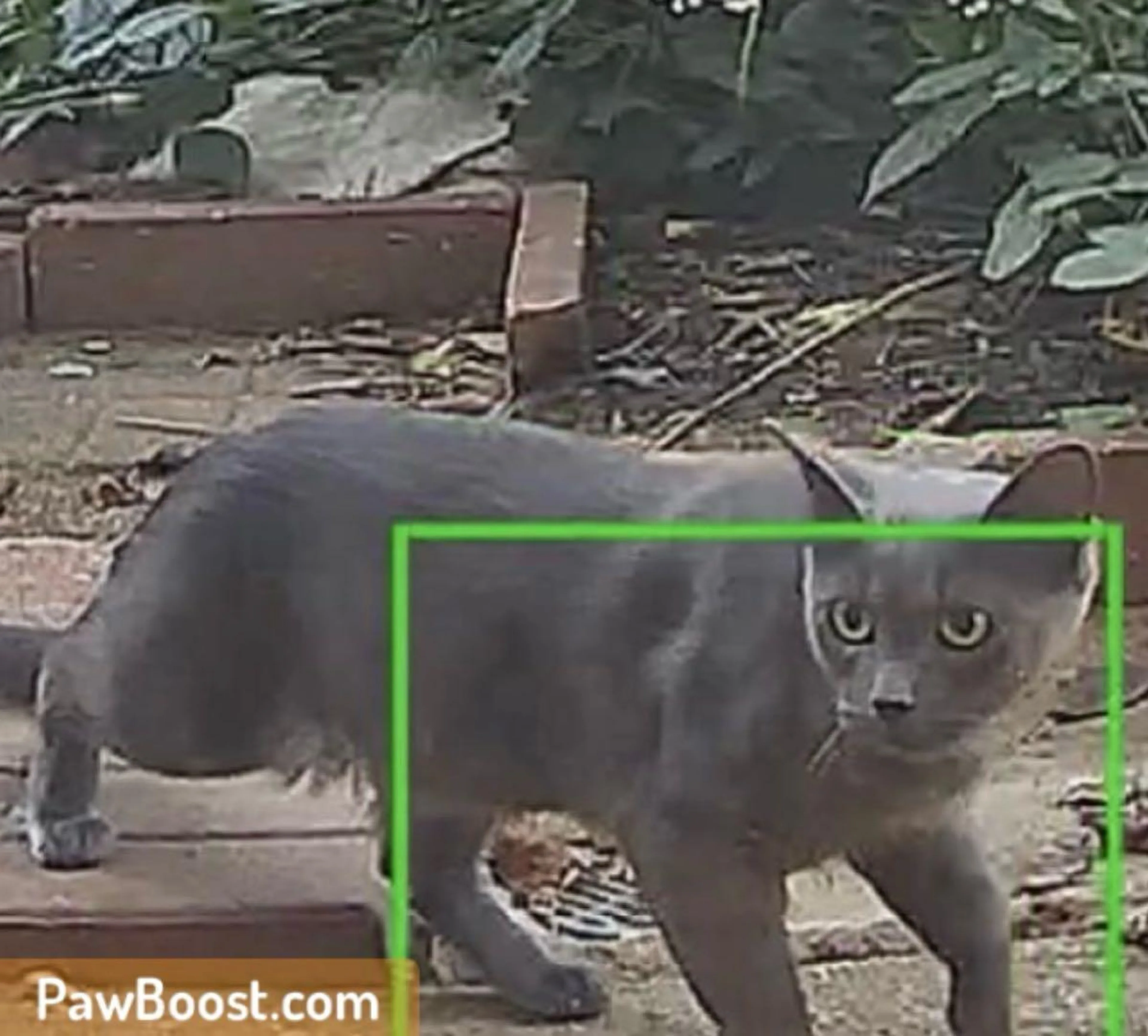 cdn image