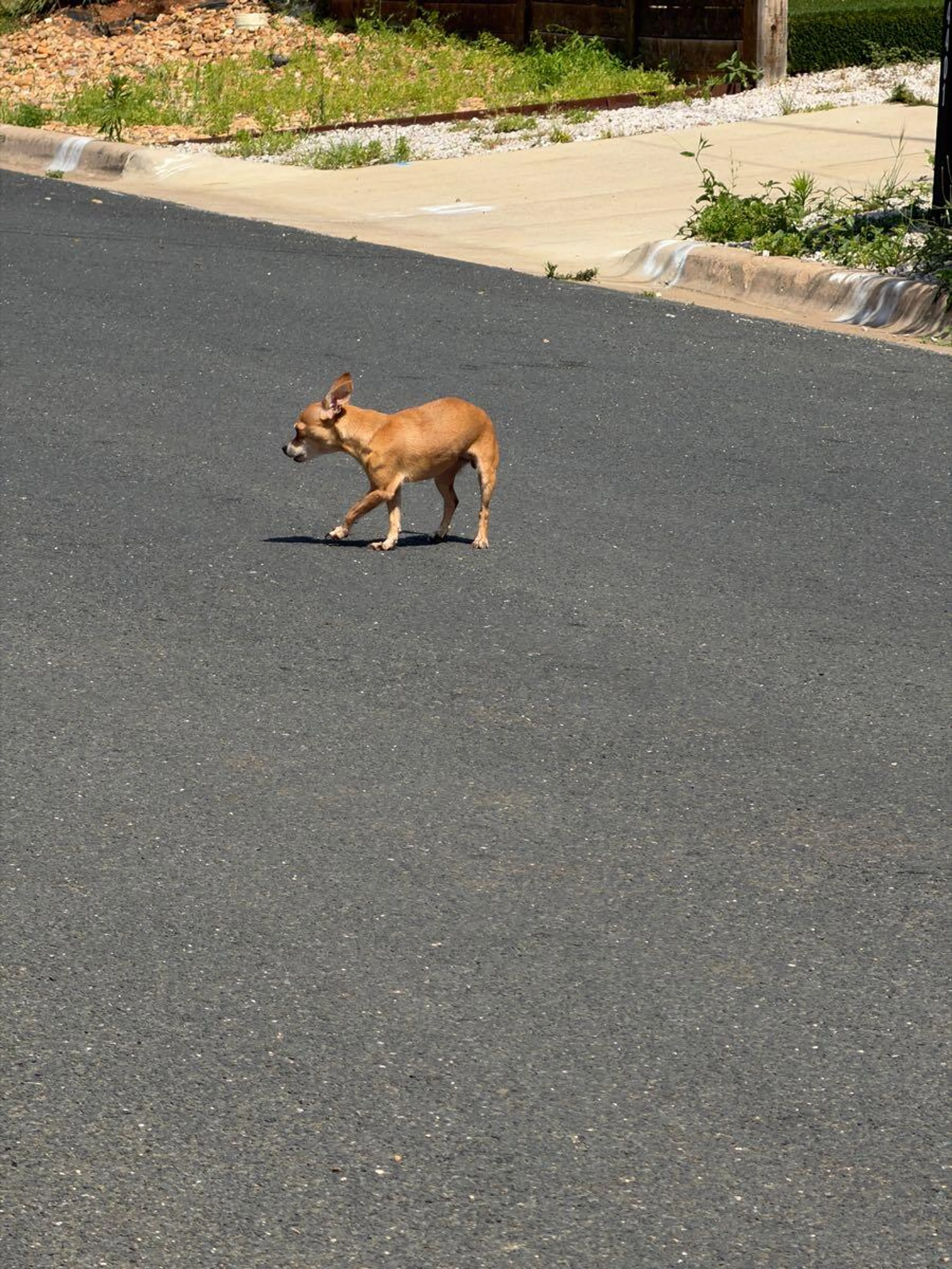 Found pet