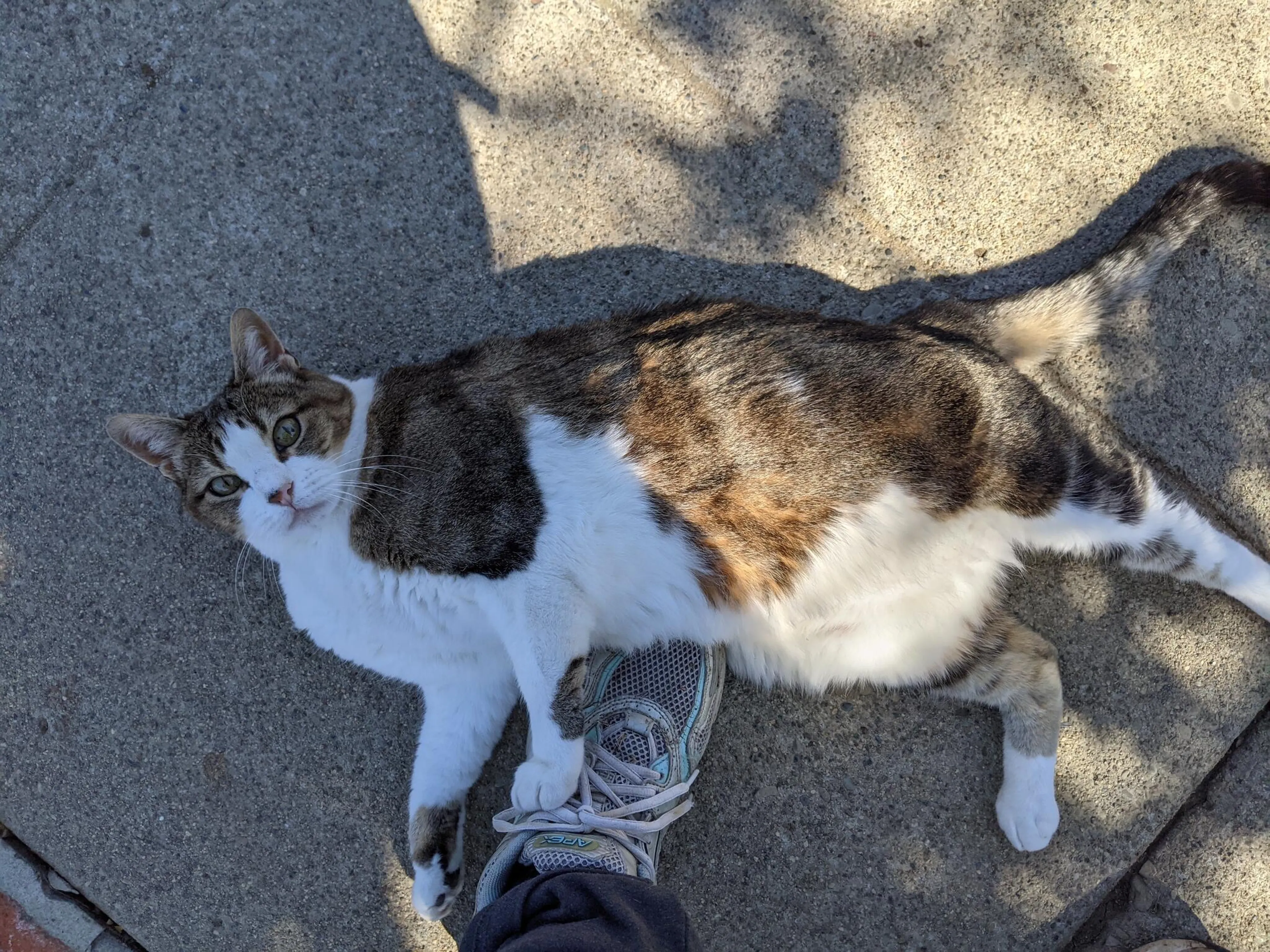 Found pet