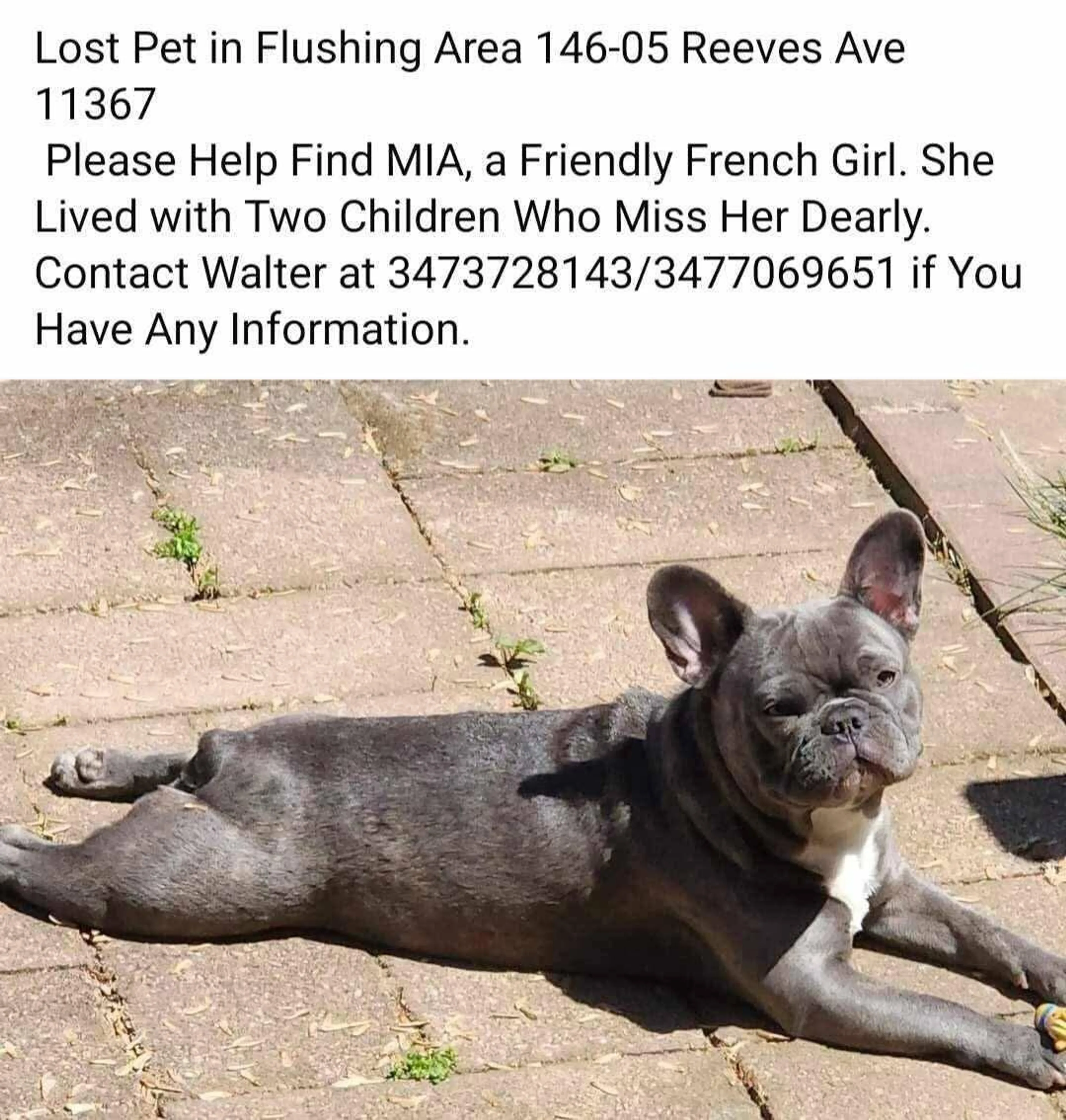 Lost pet