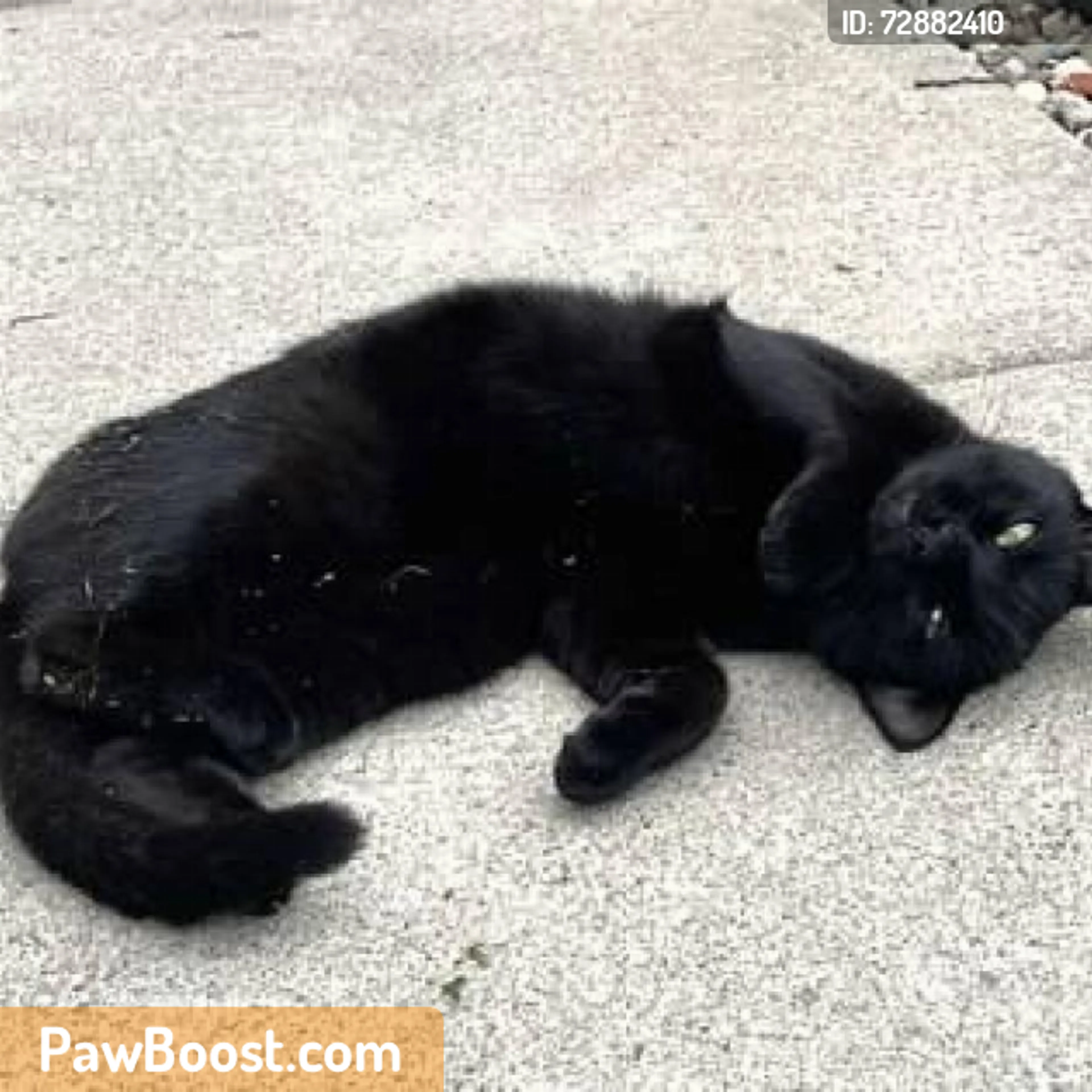 Found pet
