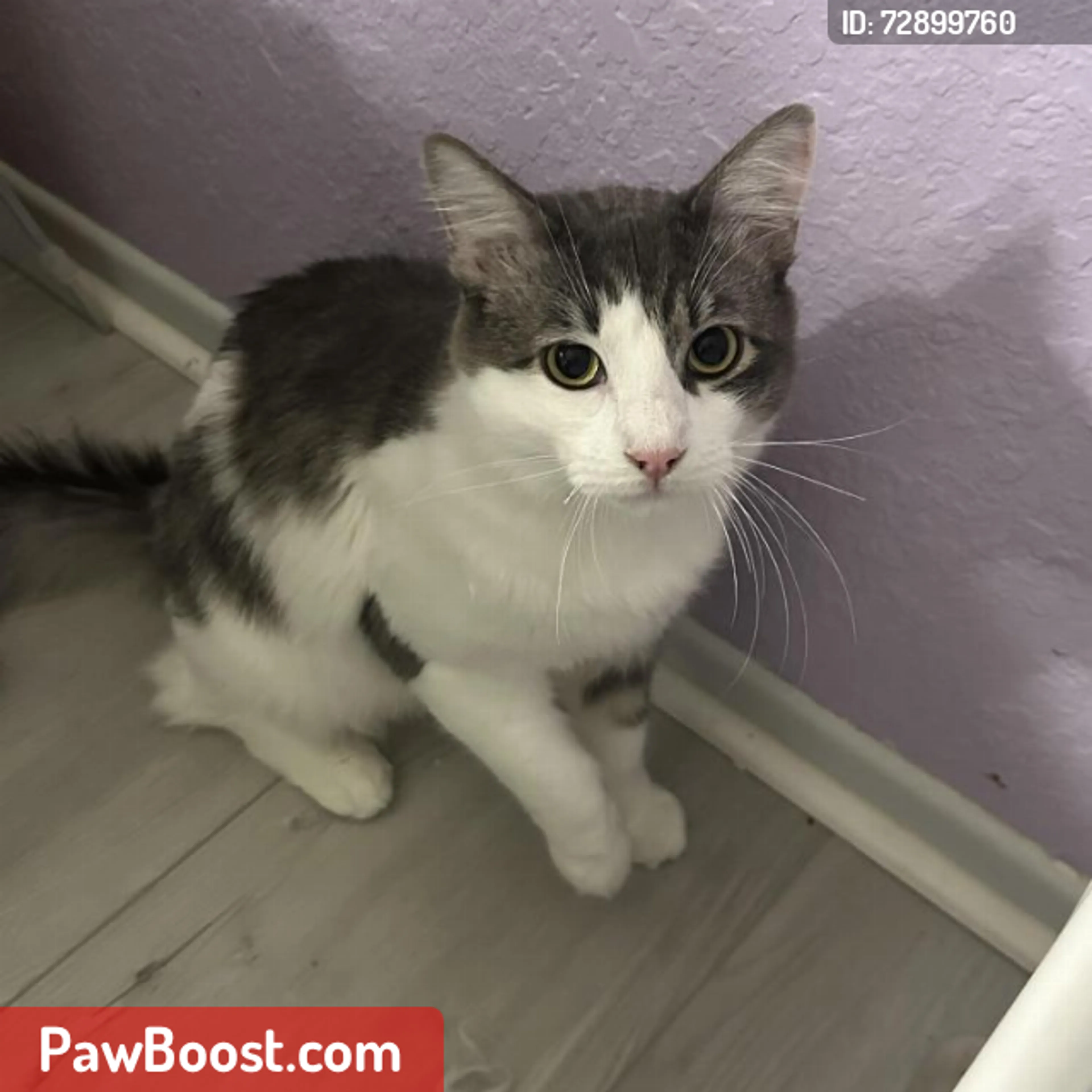 Lost pet