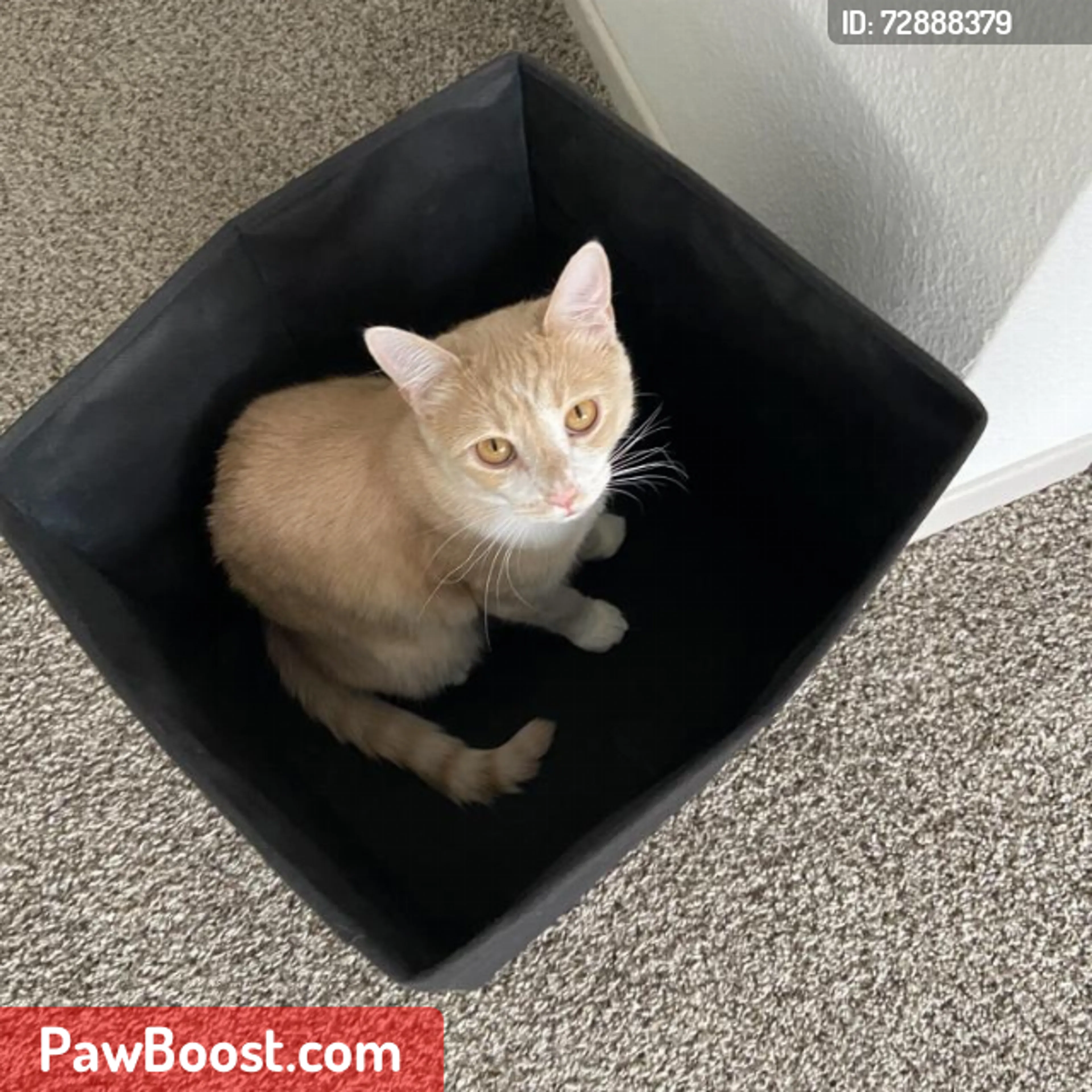 Lost pet