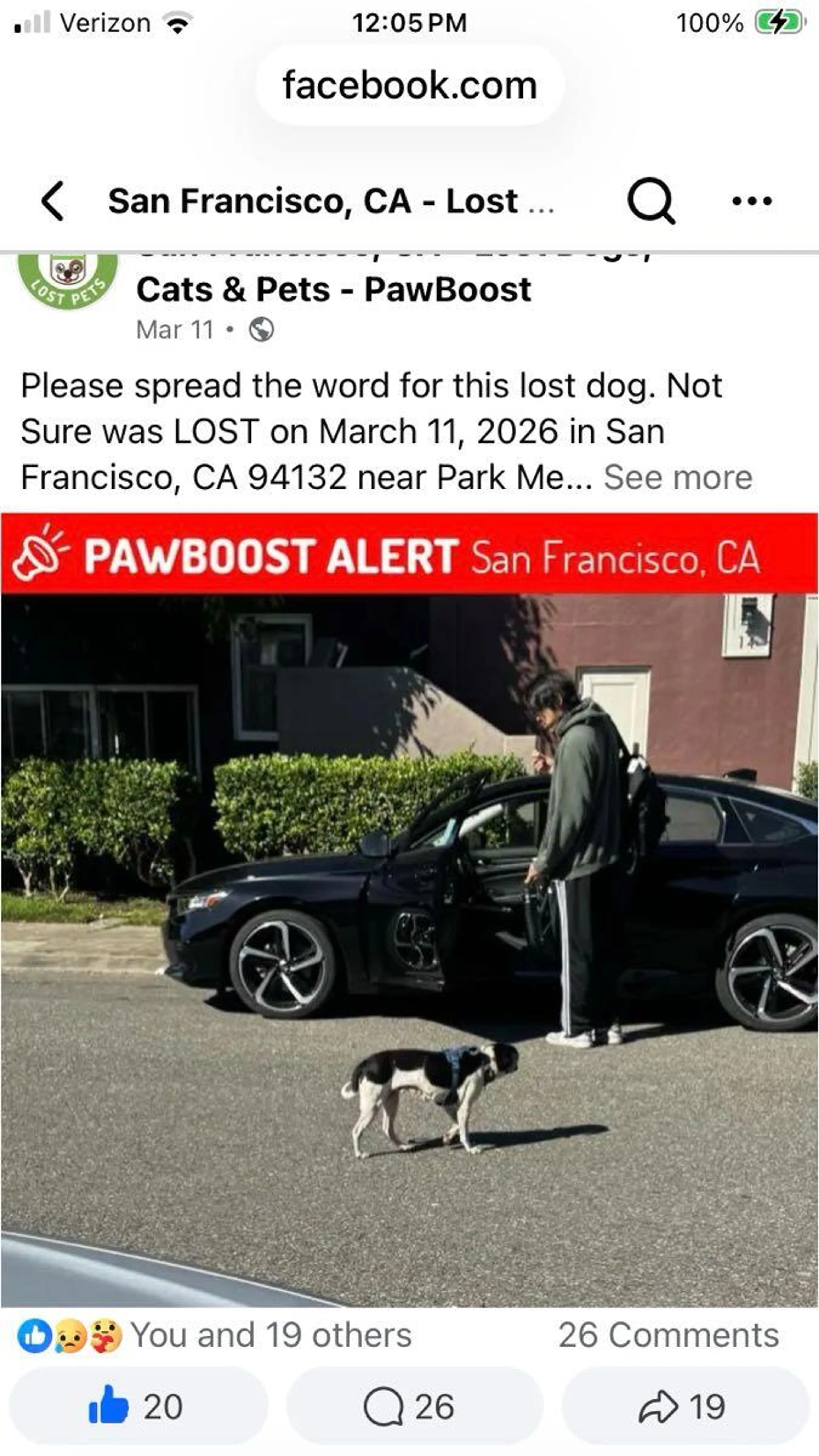 Found pet