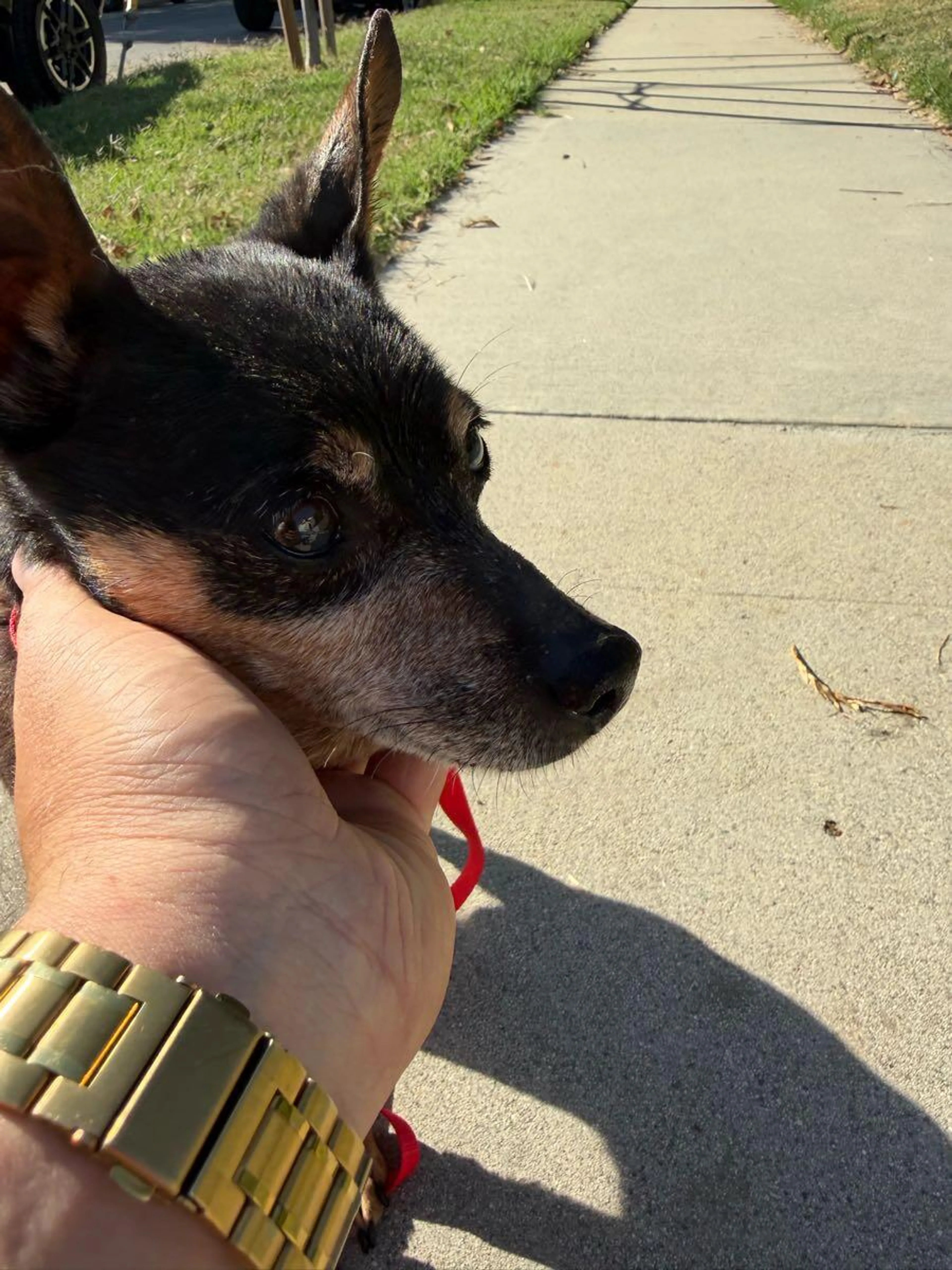 Found pet