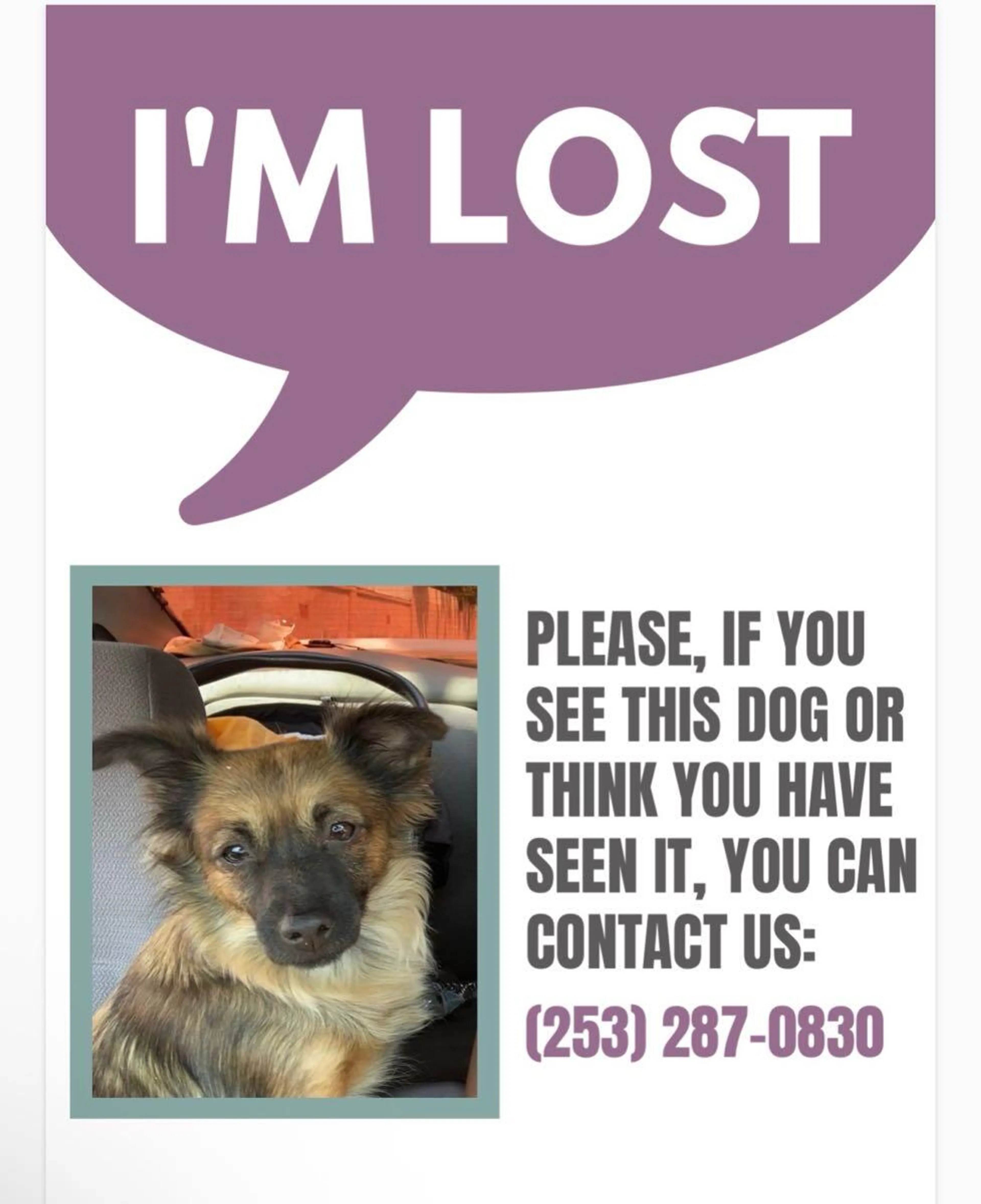 Lost pet