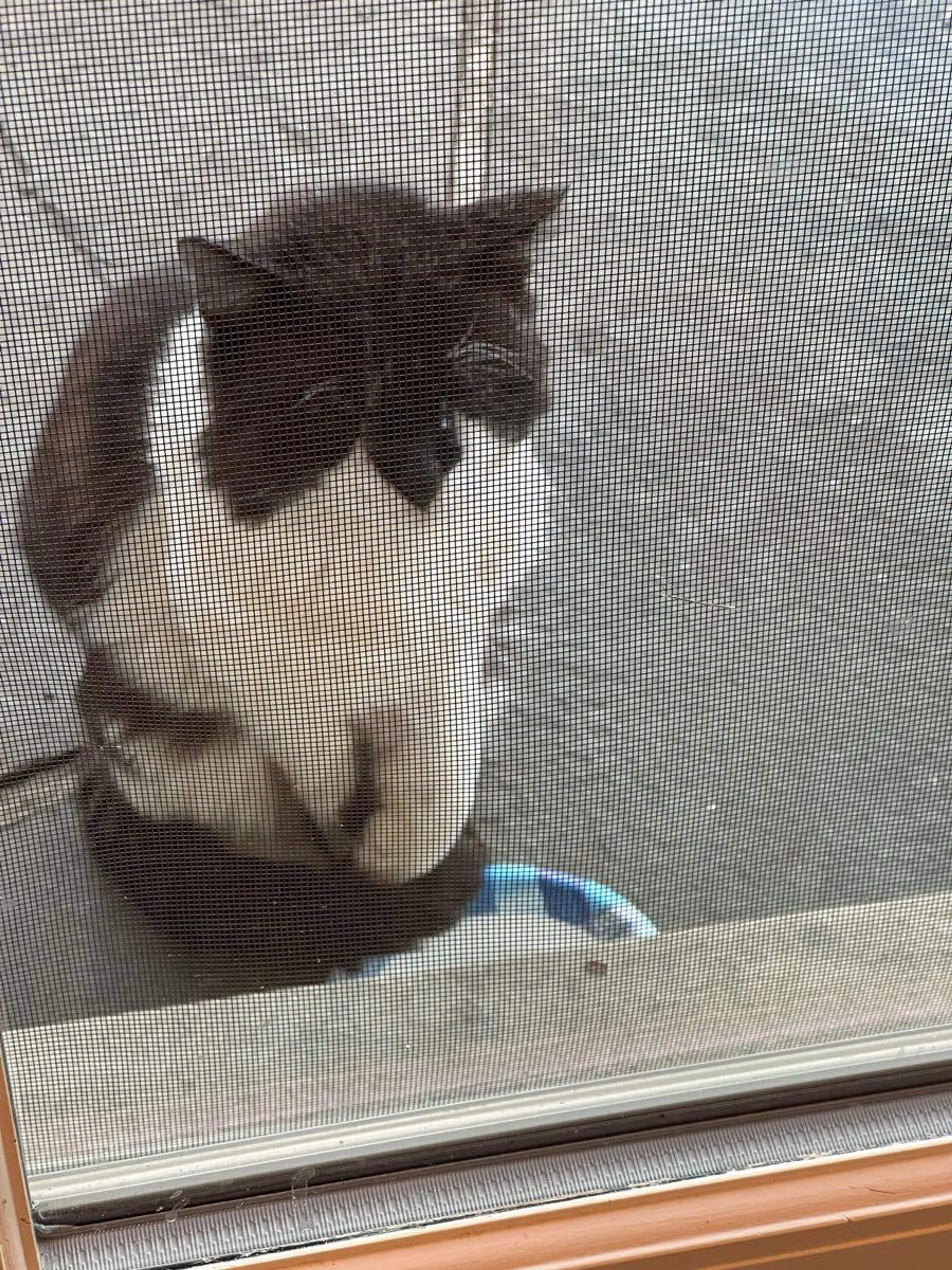 Found pet