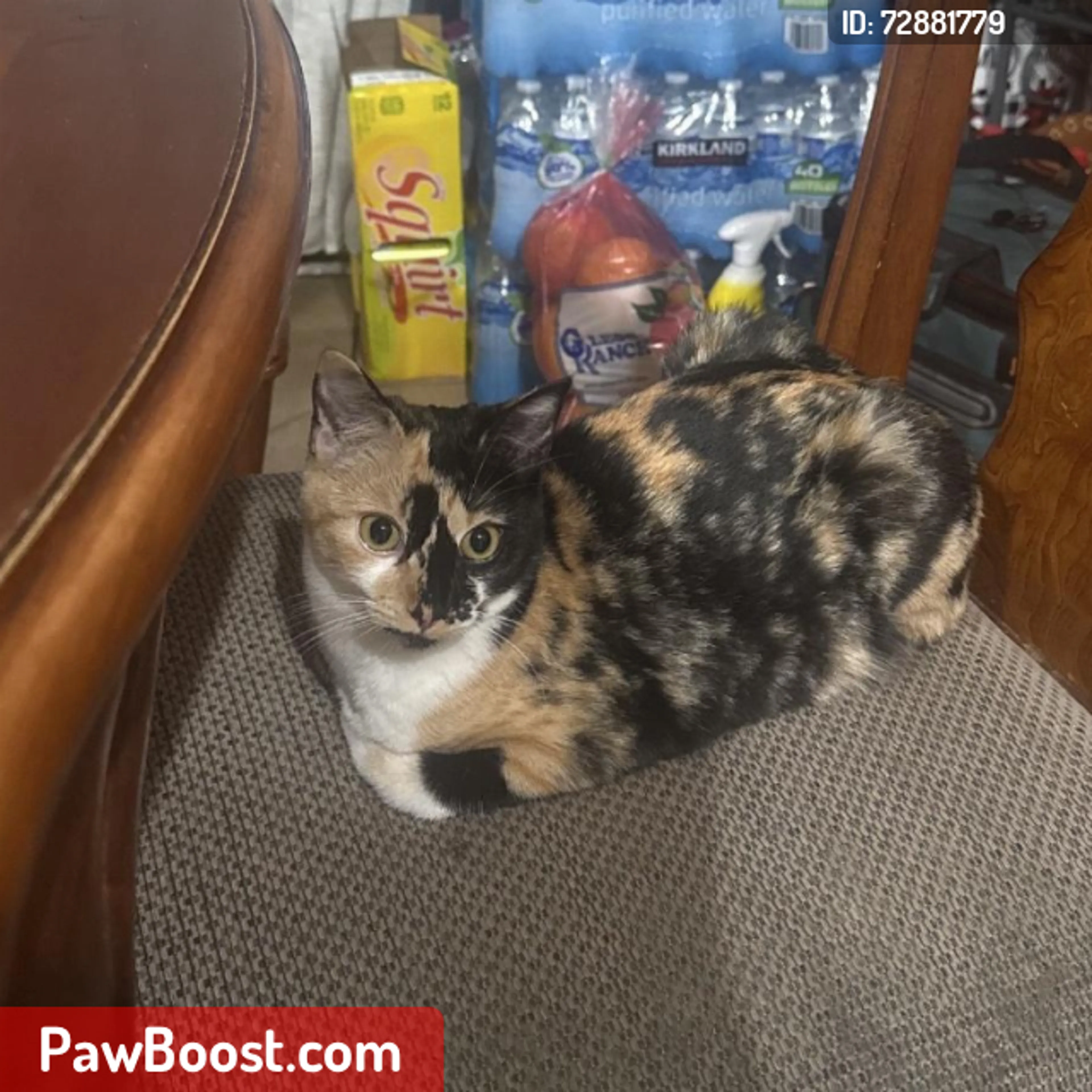 Lost pet