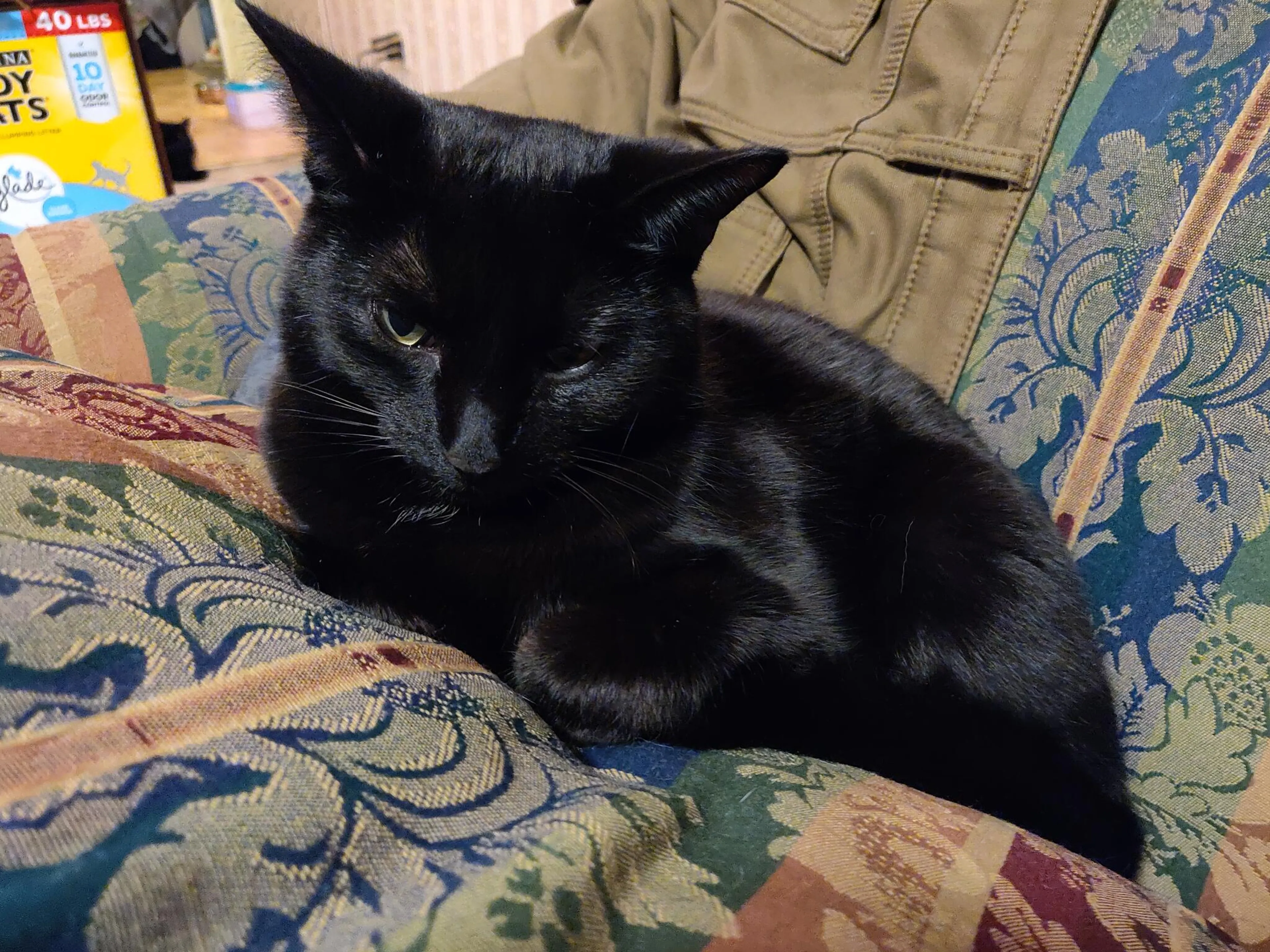 Lost pet
