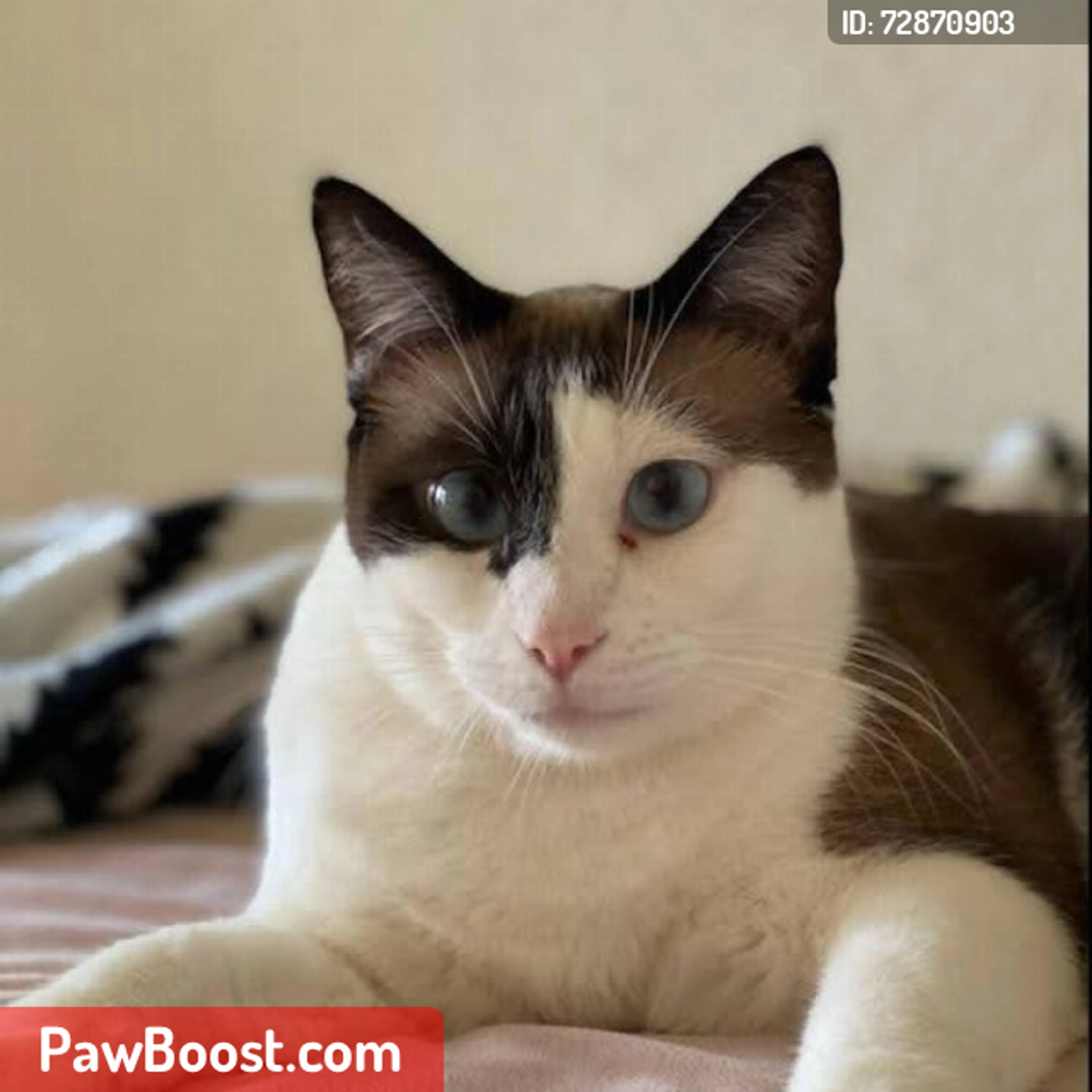 Lost pet