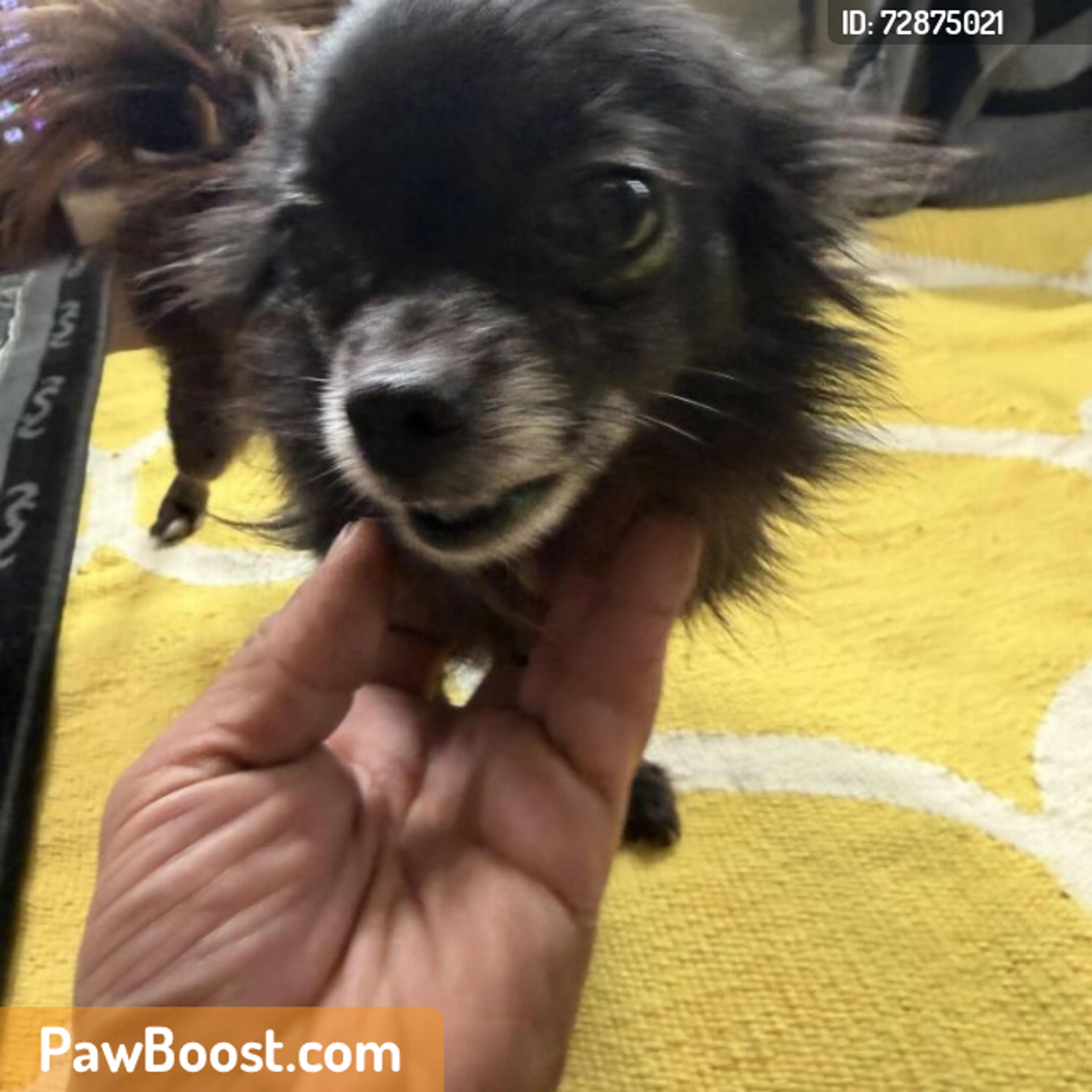 Found pet