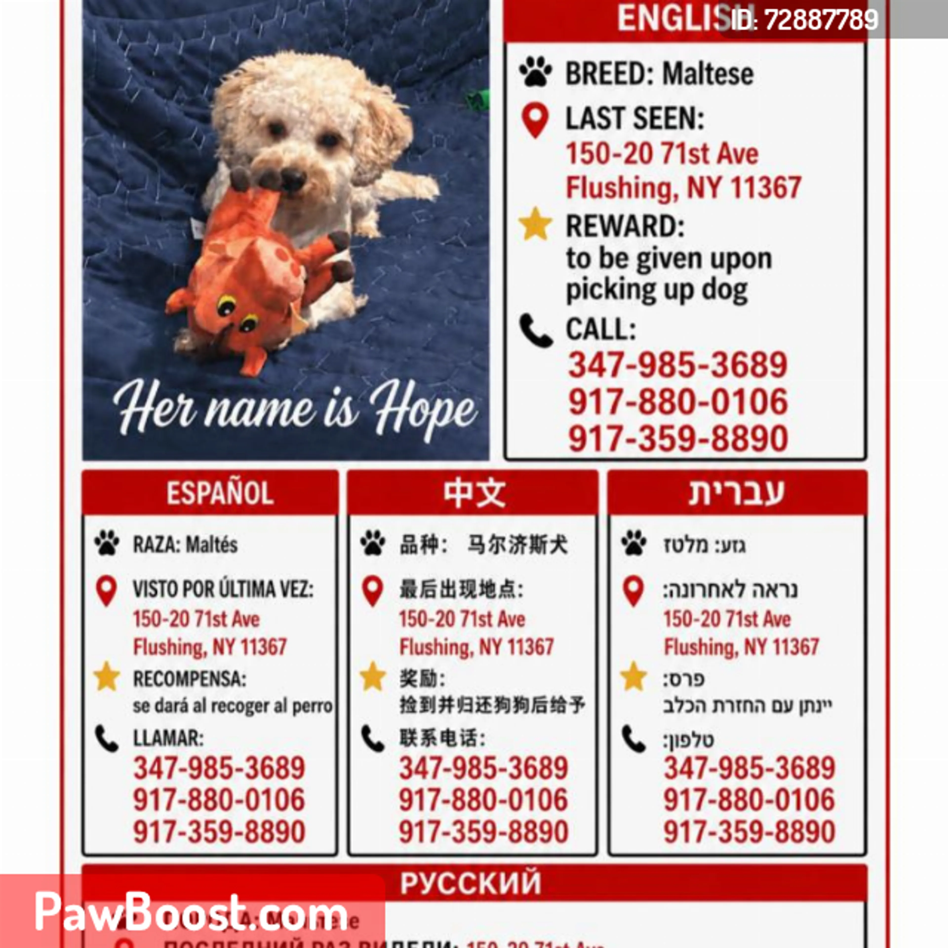 Lost pet