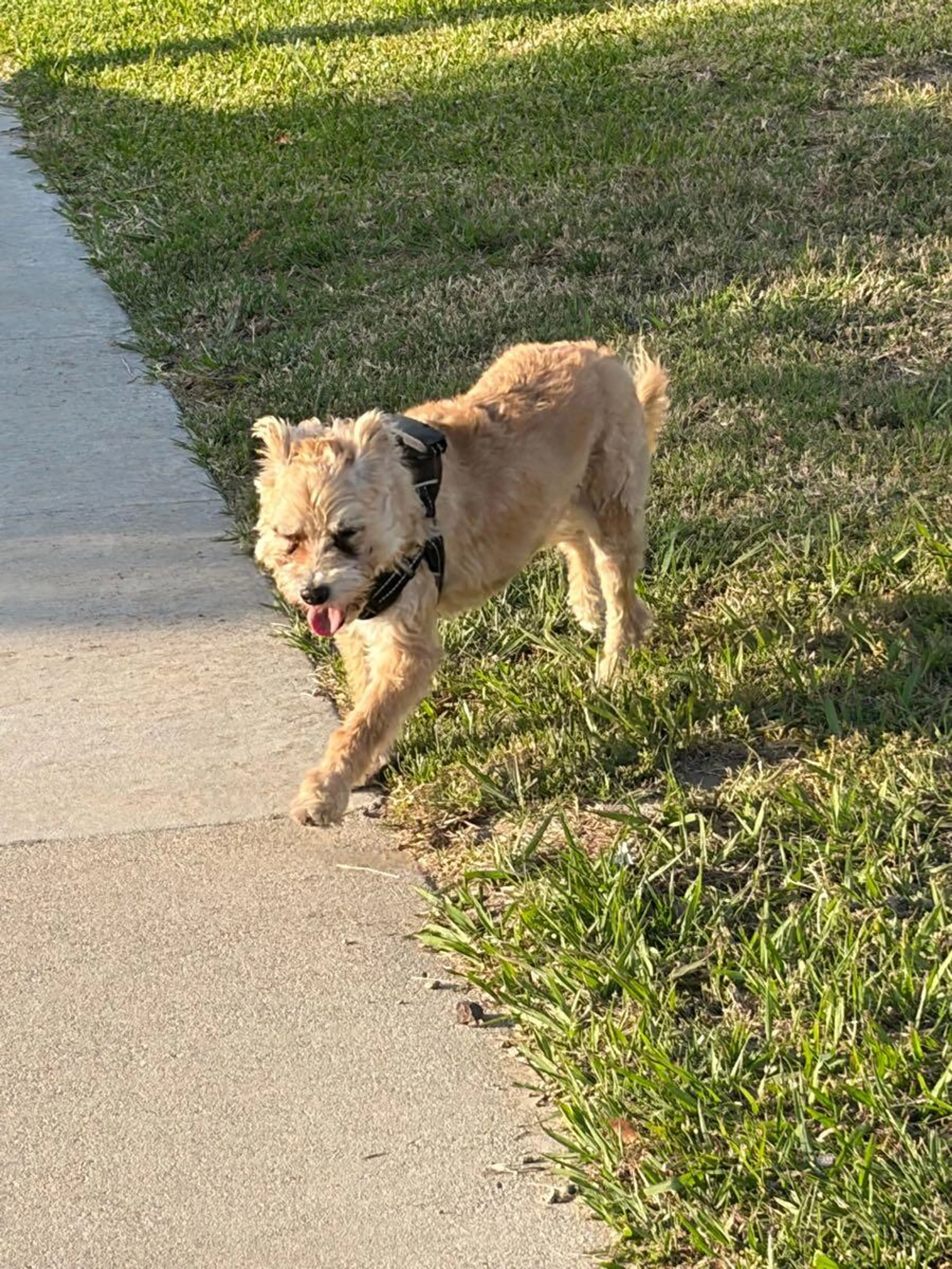 Lost pet