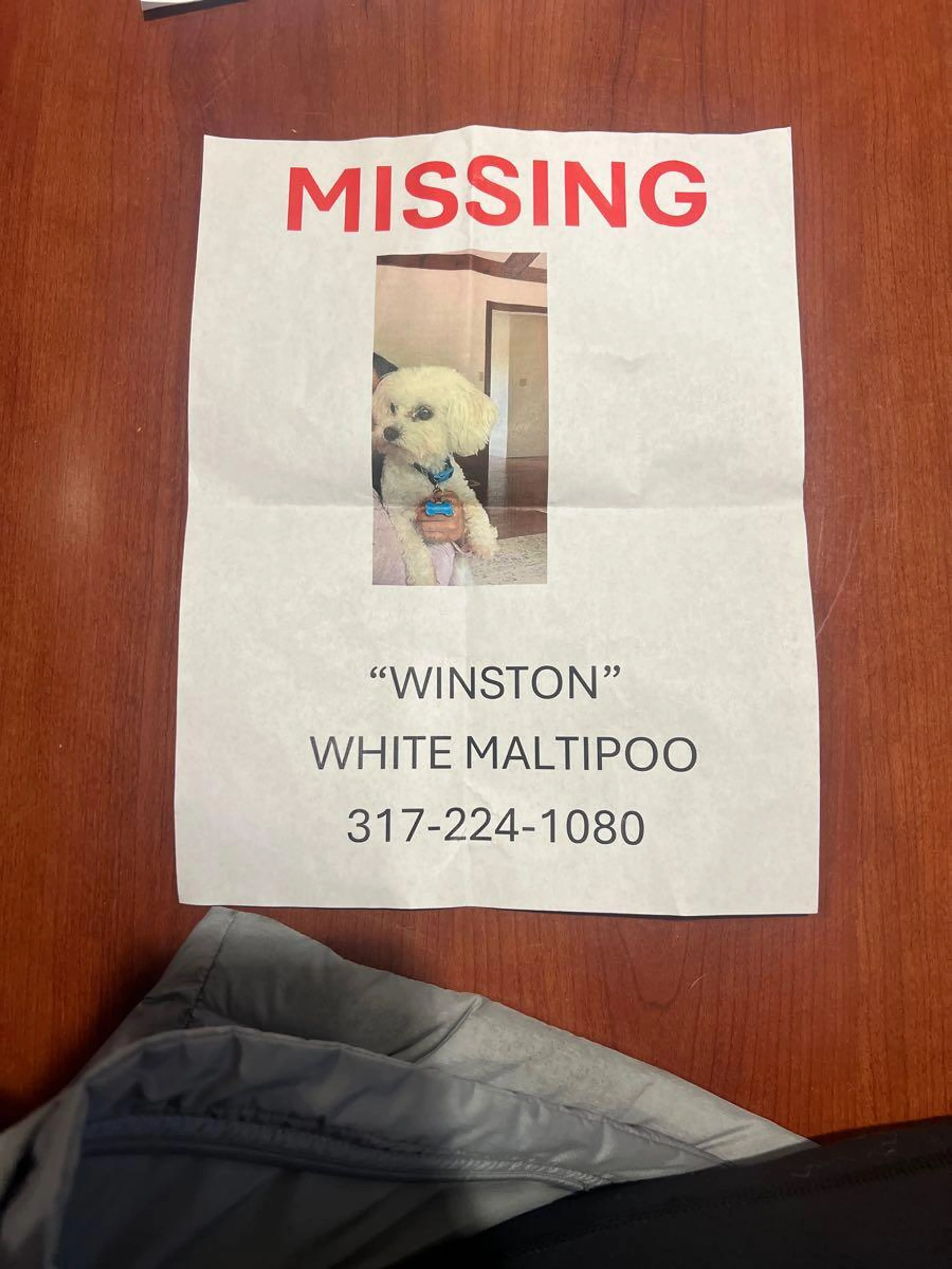Lost pet