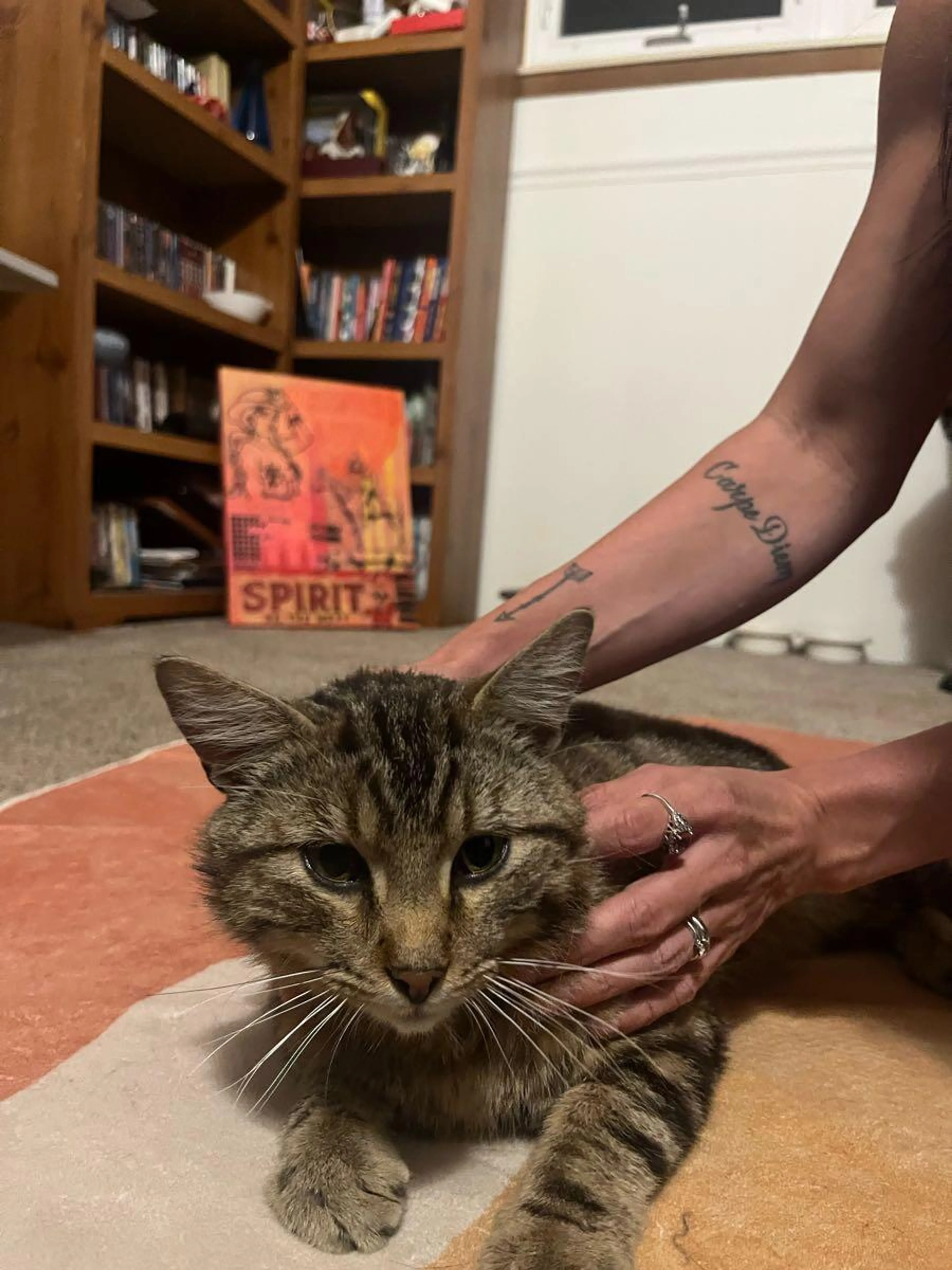 Found pet