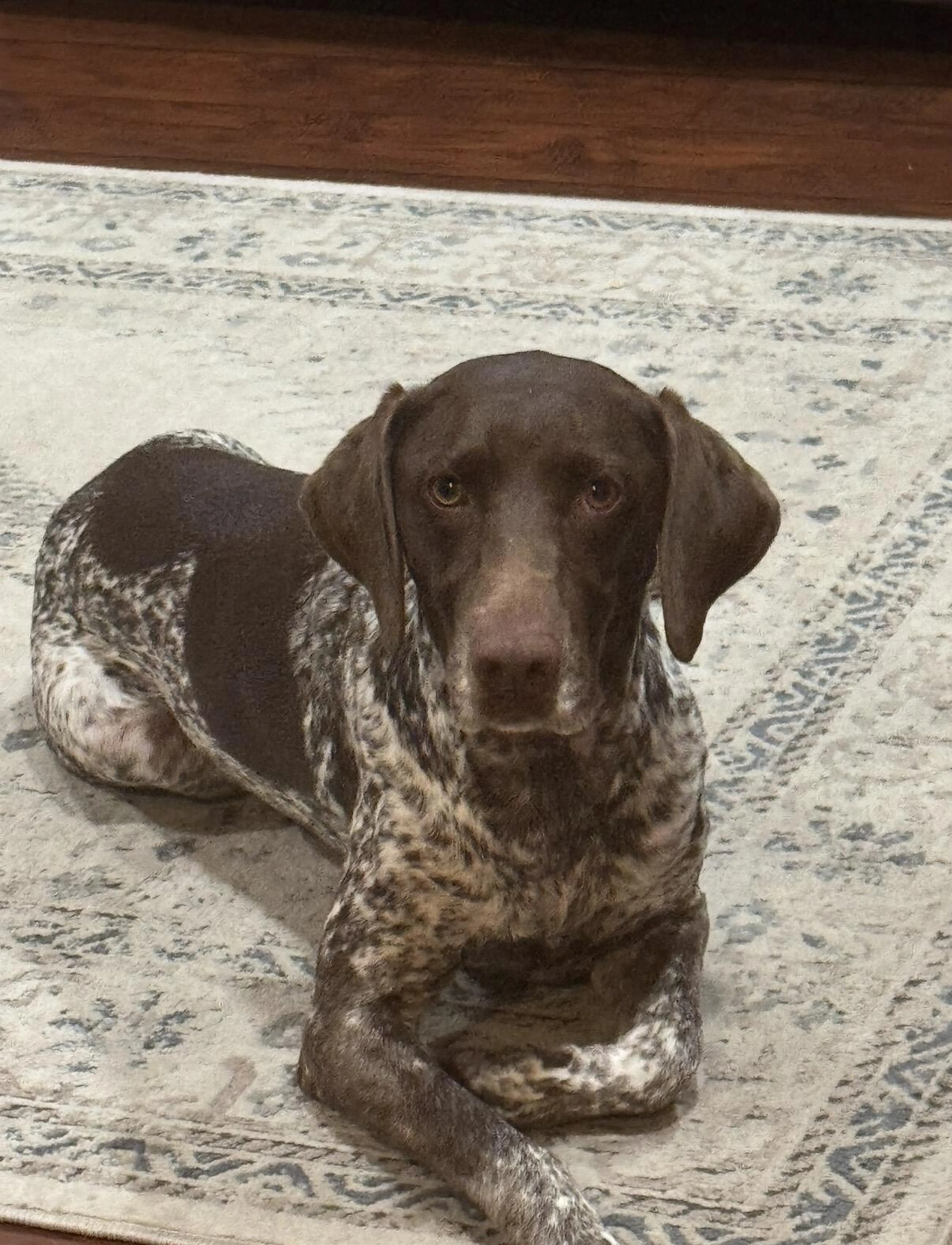 Lost pet