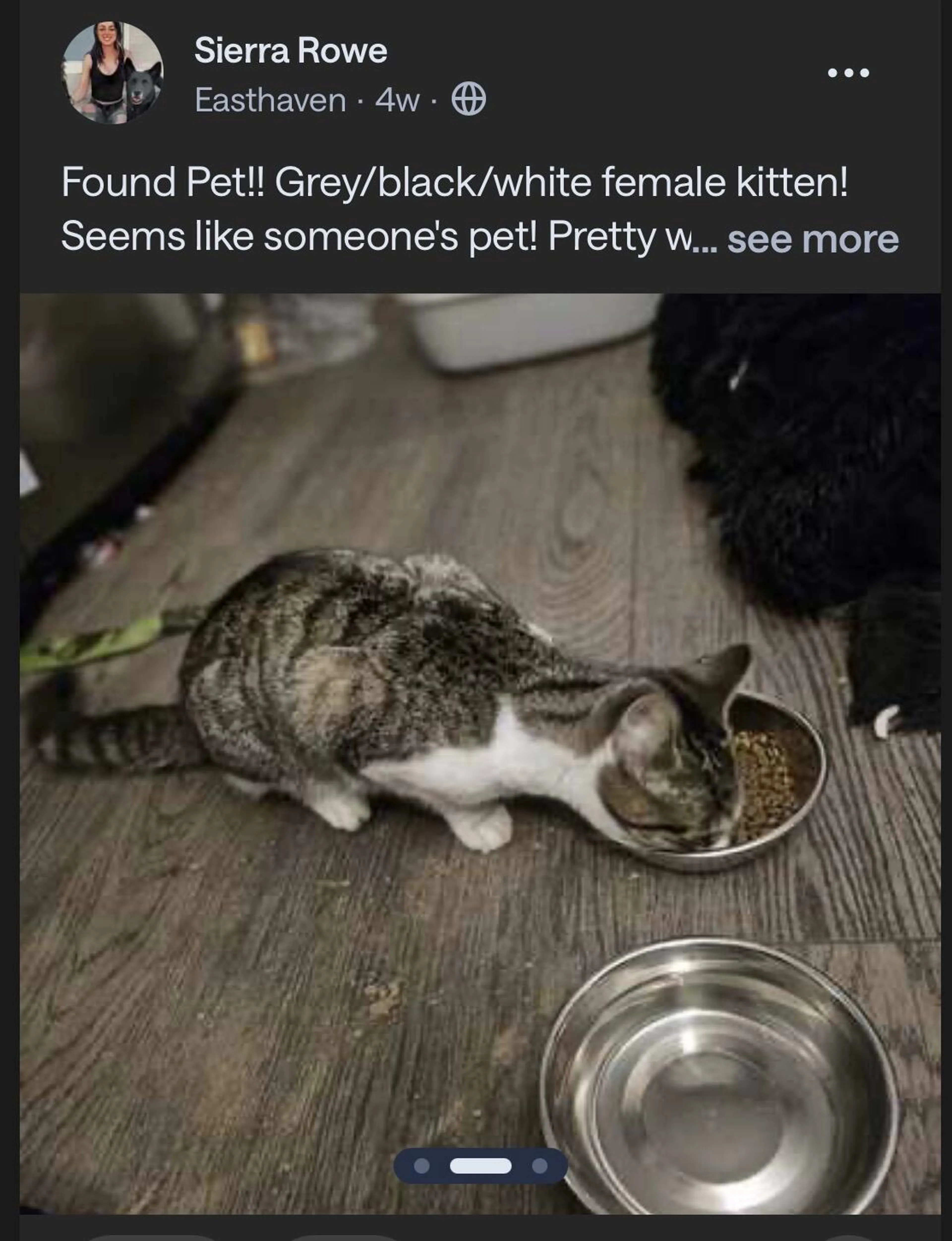 Found pet