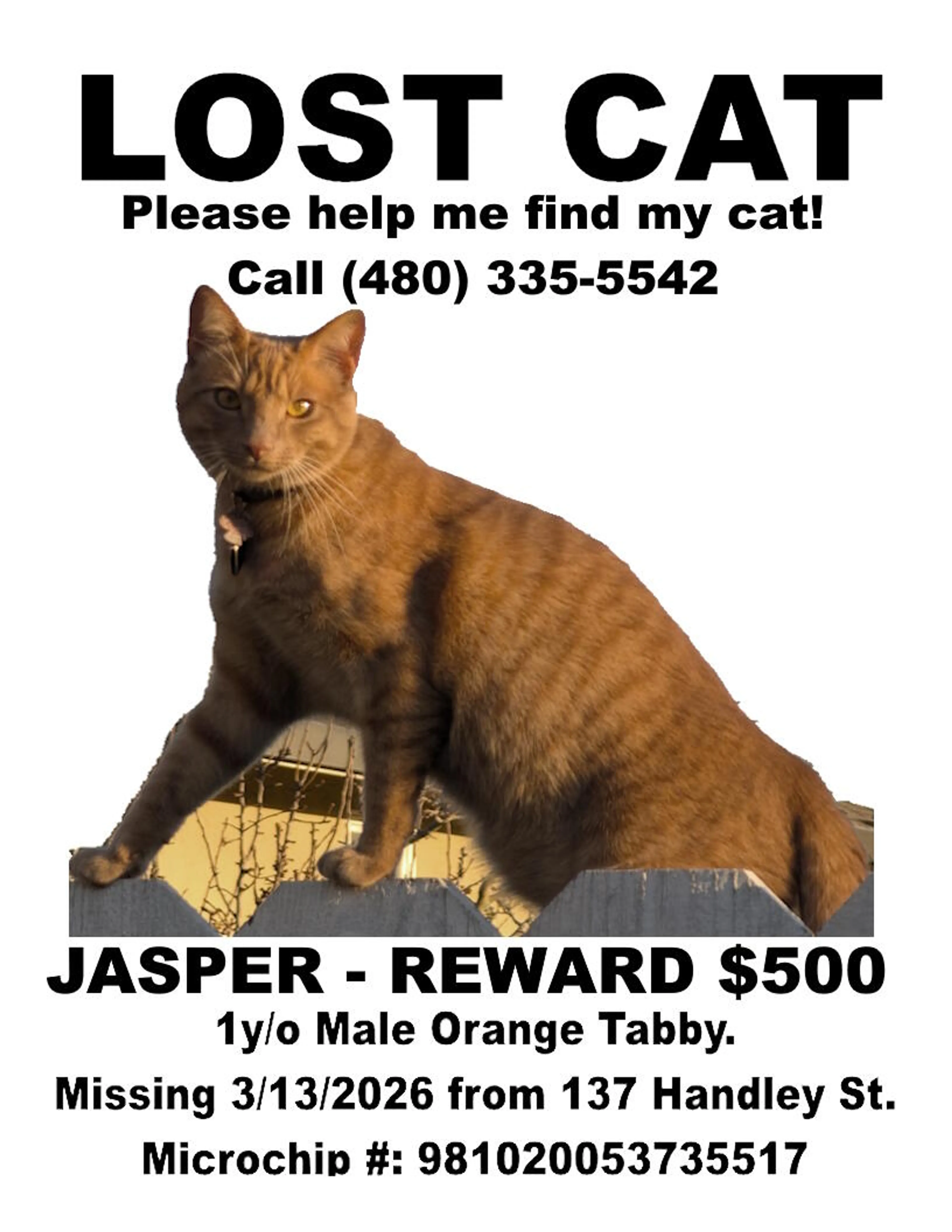 Lost pet