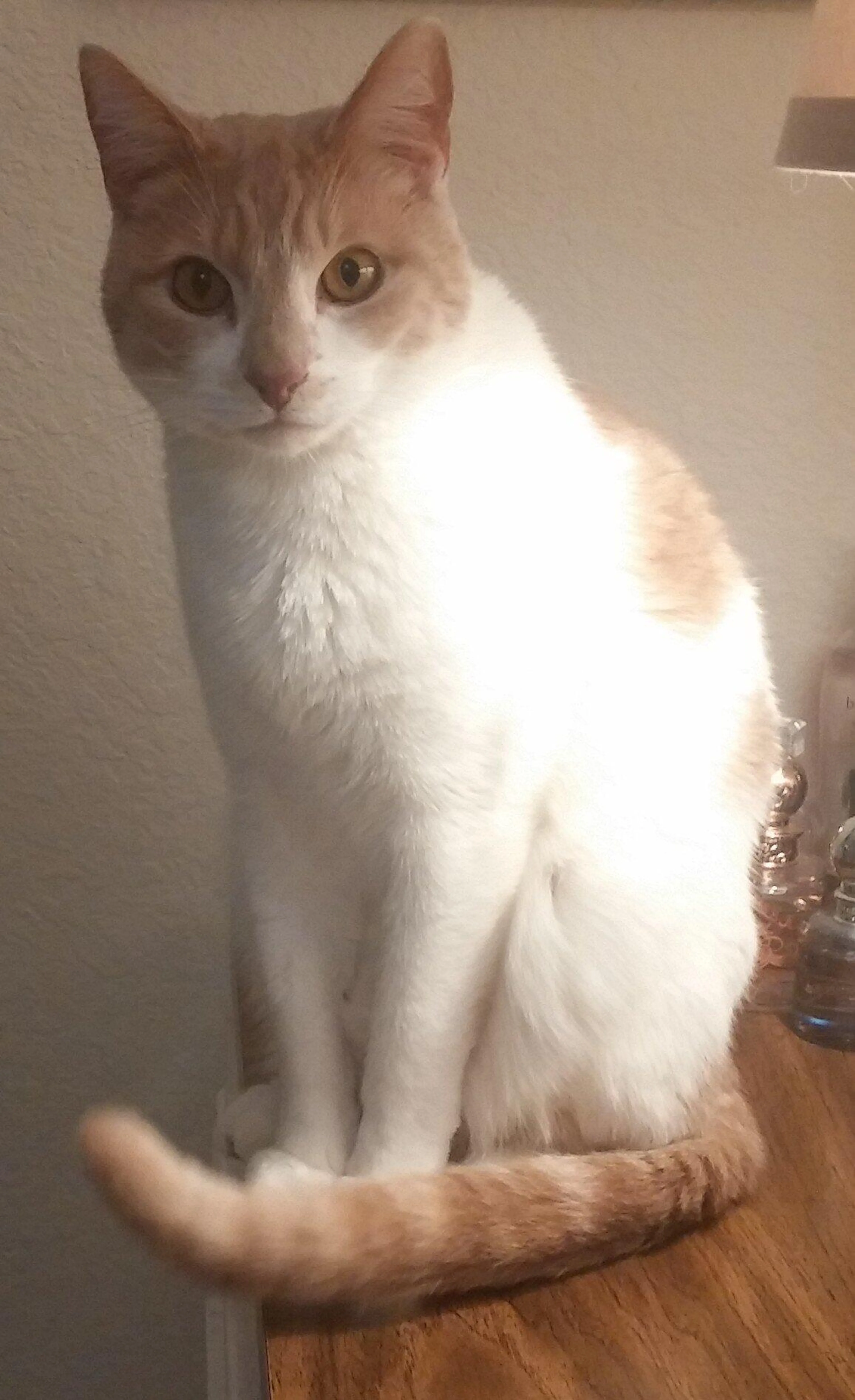 Lost pet