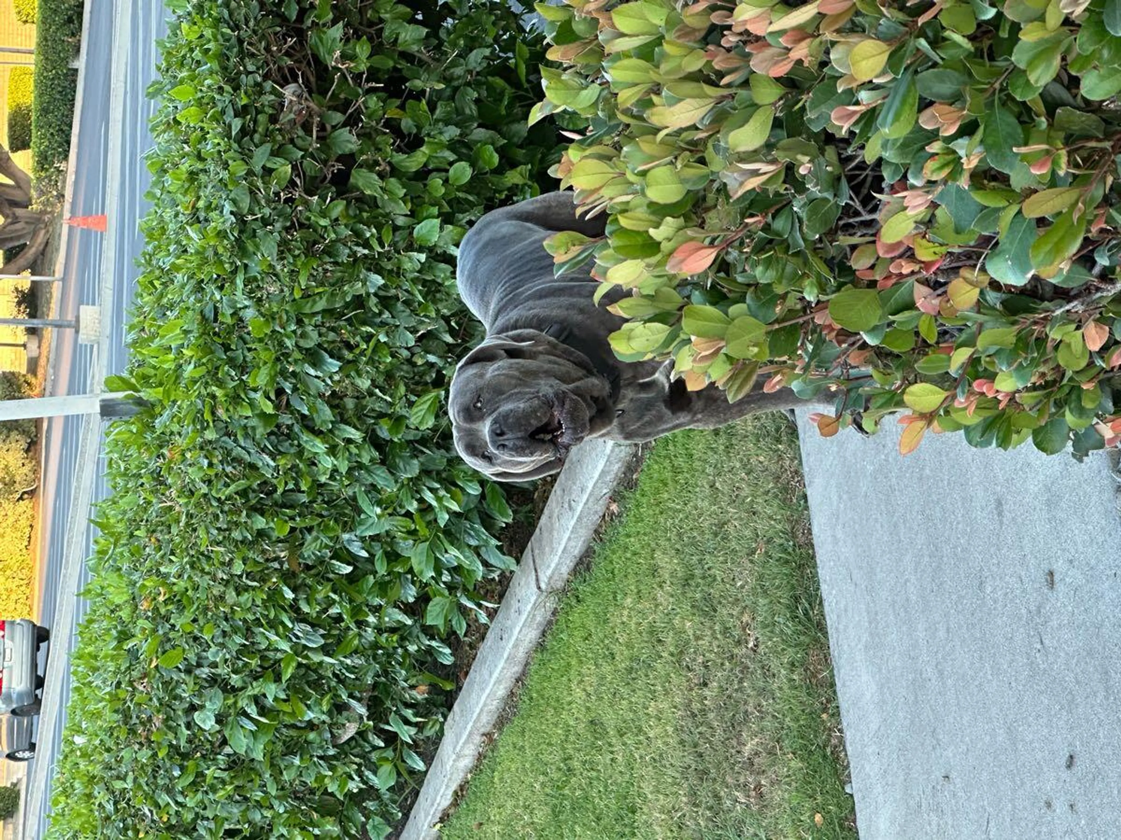 Found pet