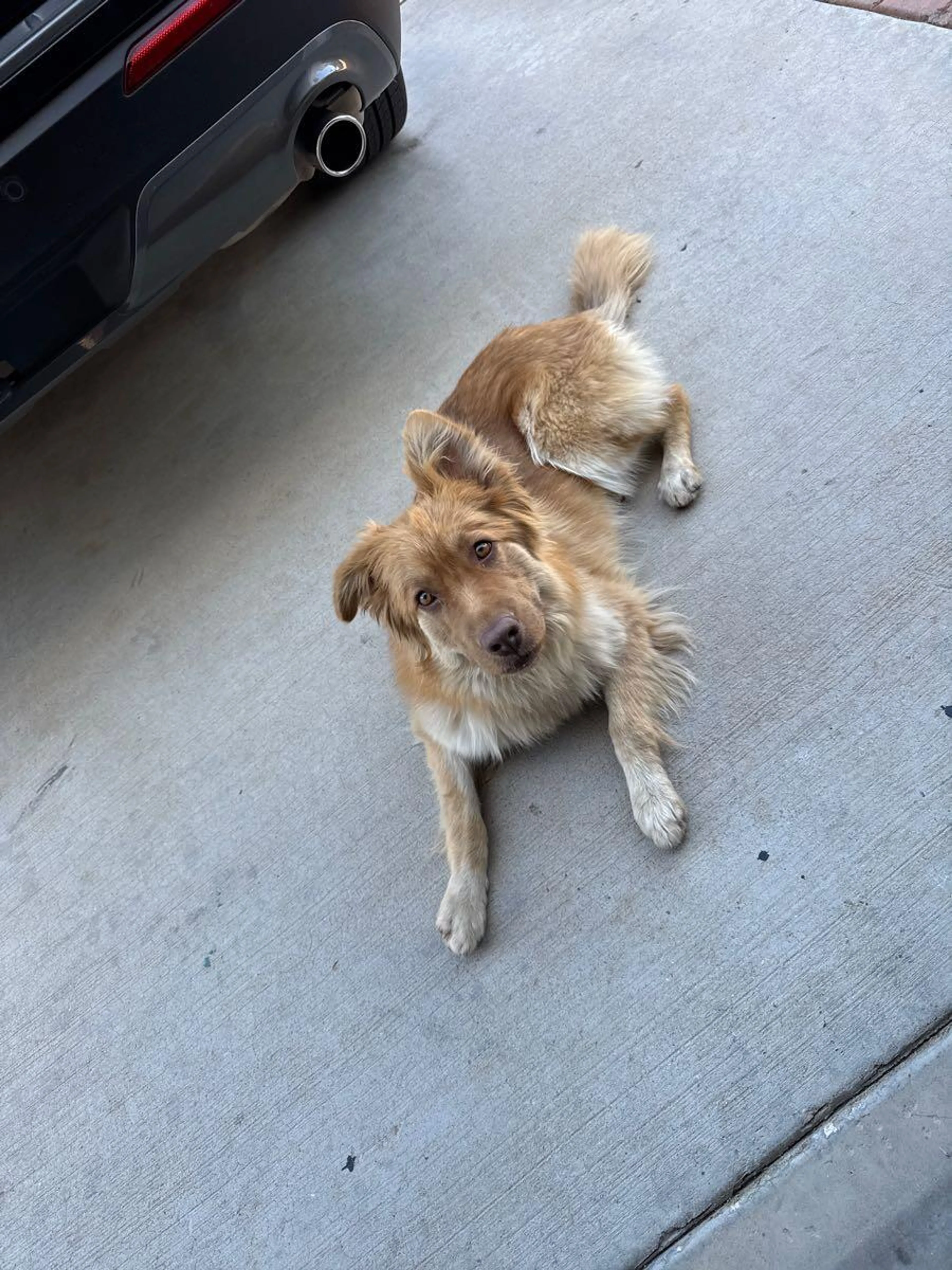 Found pet