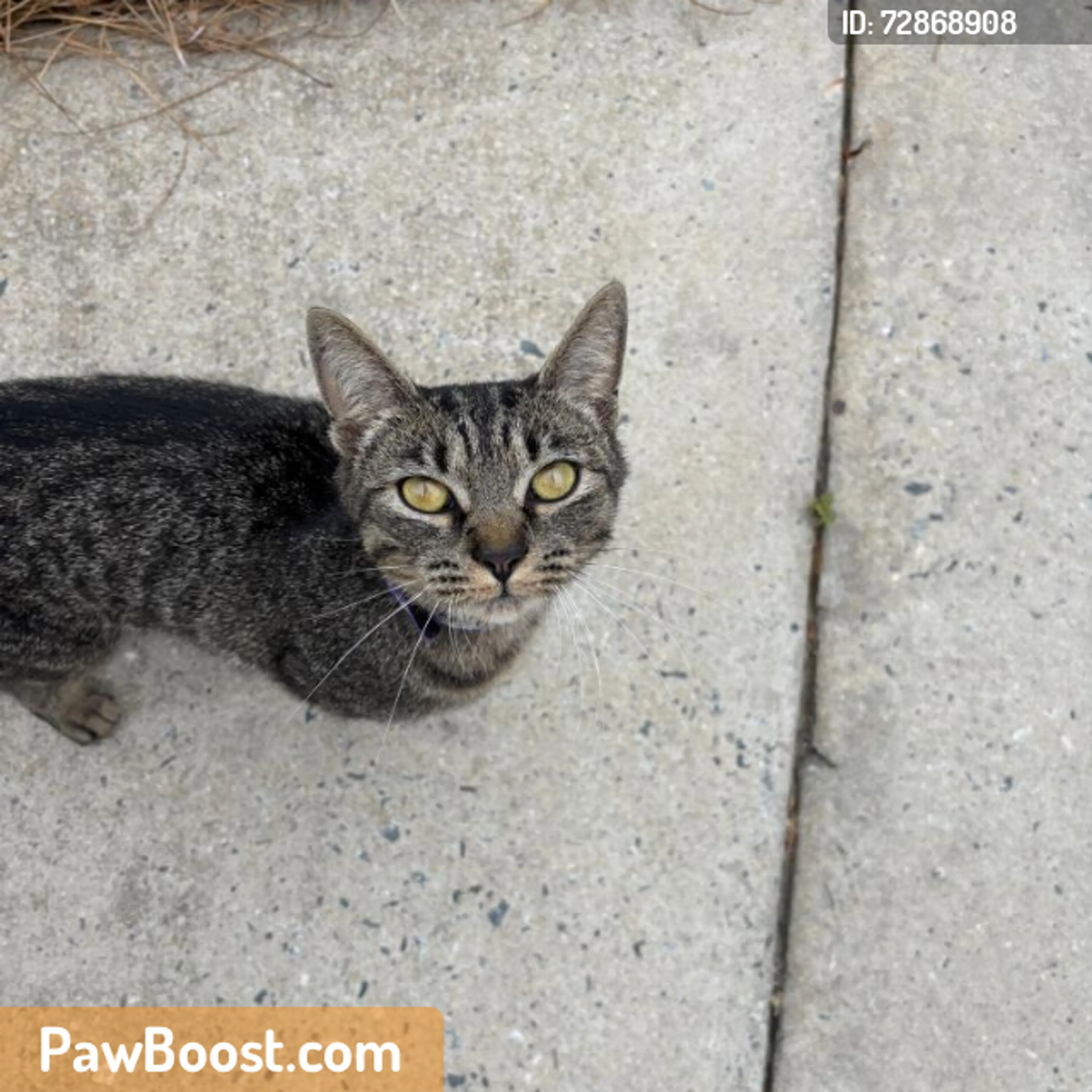 Found pet