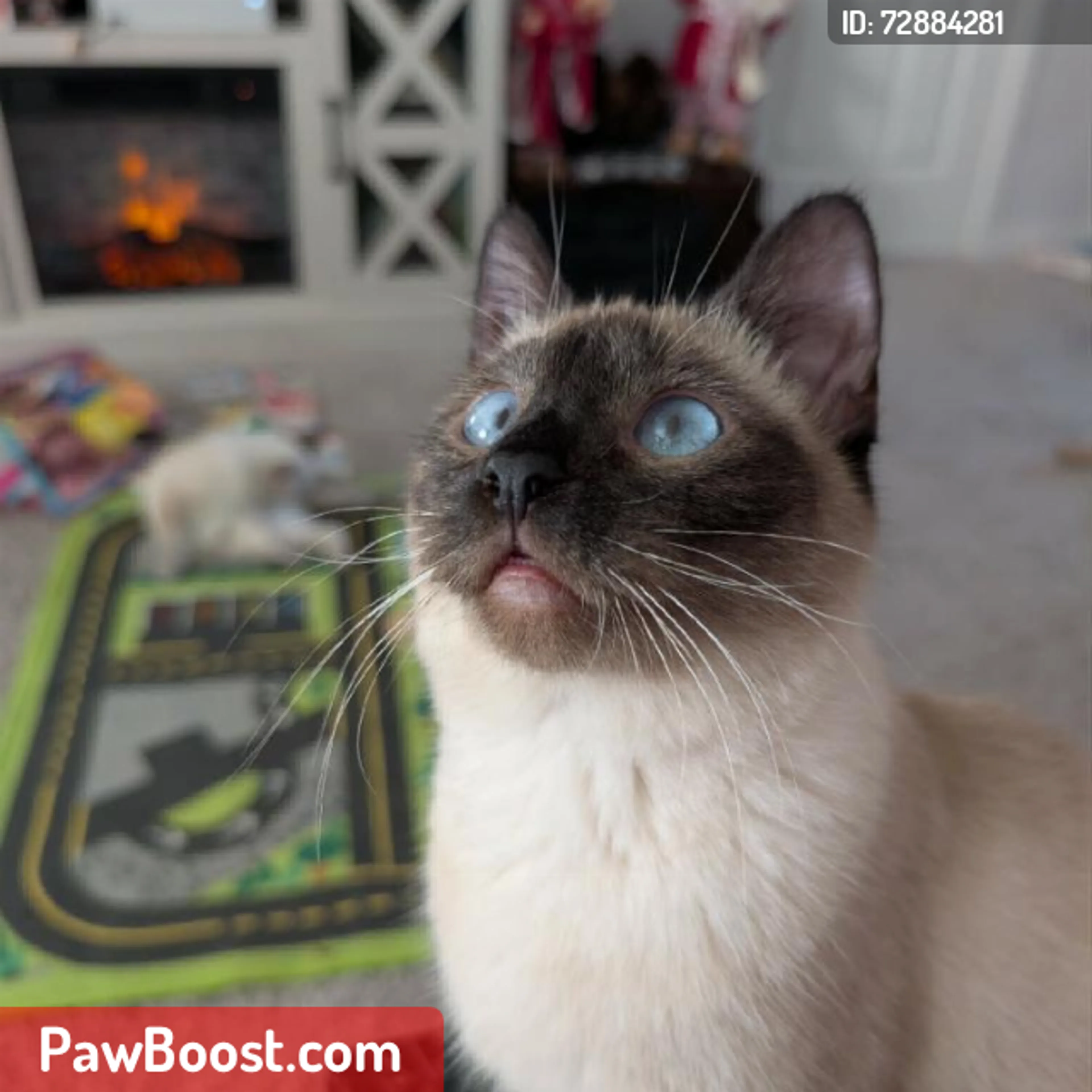 Lost pet