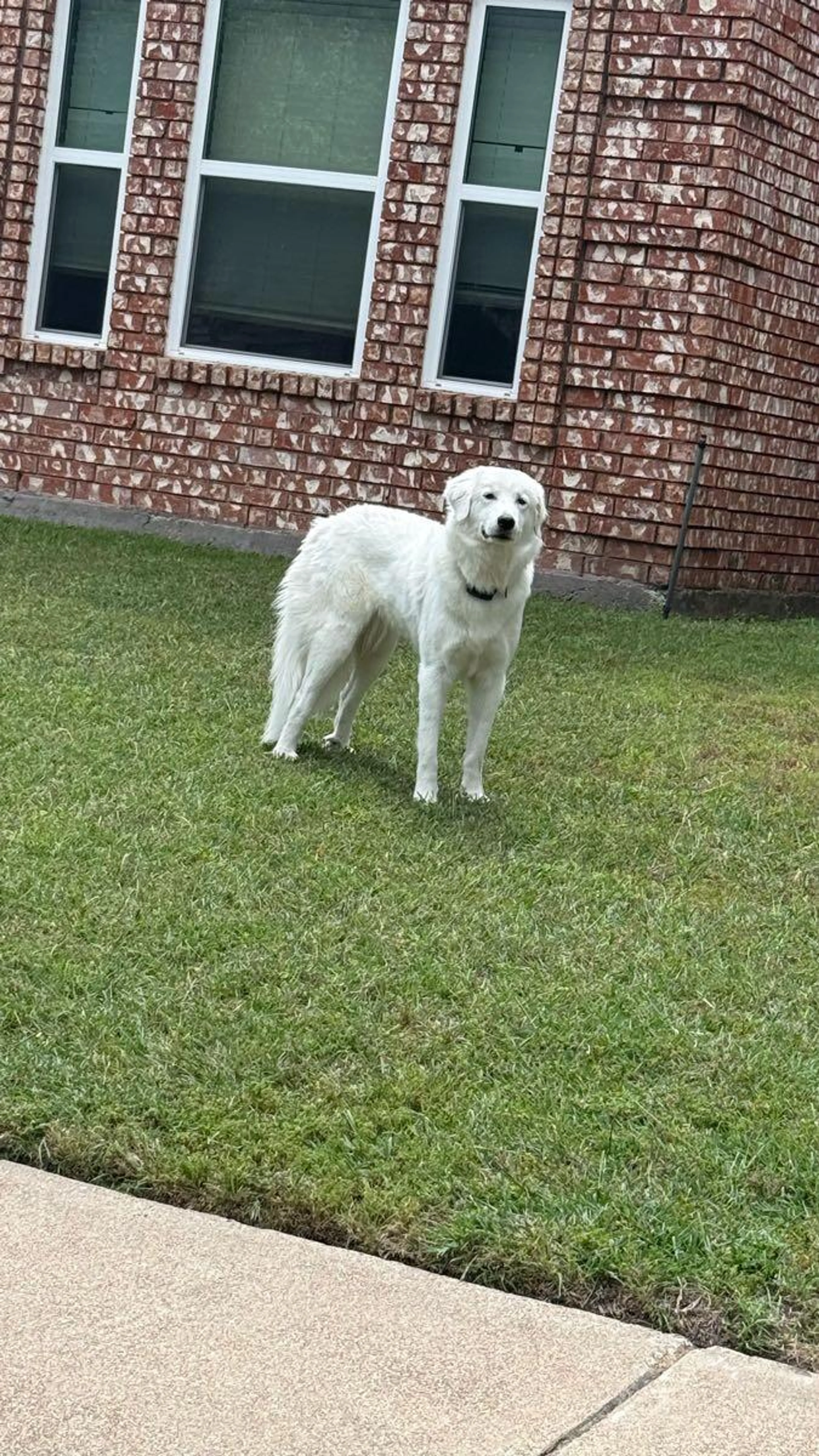 Lost pet